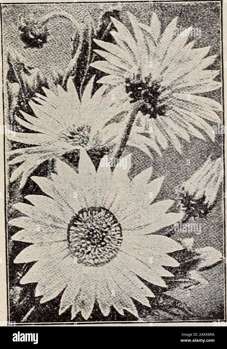 General list of high-grade seeds . s useful for bouquets and cut-flowers. Germain Seed Company, 326-330 South Main St., Los Angeles, Cal. 33 SEEDS OF ANNUALS ABROMA umbellata (Sand Verbena). Del-icate rose. Beautiful native trailer.Height 14 ft 3 ADONIS Flos (Pheasants Eye). Crimson,with black eye. A beautiful, showy,free-flowering plant. Height 1 ft AGERATUM Mexicanum. Fine for beddingor mixed borders. Imperial Dwarf Blue. Height % ft Imperial Dwarf White. Height 34 ft ALYSSUM. B. Well-known fragrant annu- Sweet. White. Height % ft Sweet Compact. Dwarf, White. Height one-third ft AMARANTHUS. Stock Photo