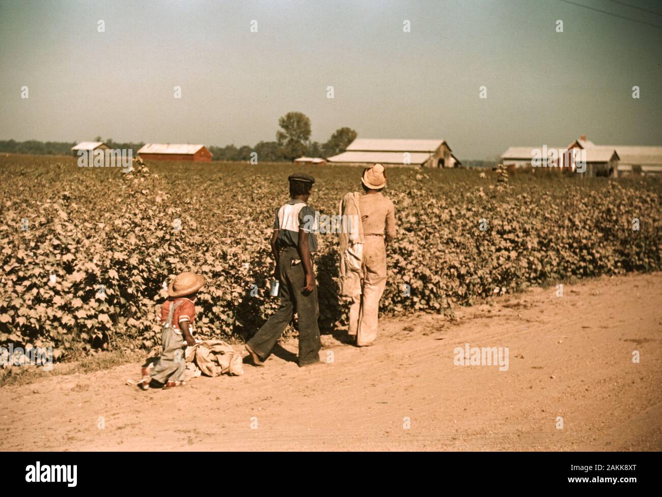 Day laborers chop cotton near Clarksdale, Mississippi. Wolcott, Marion