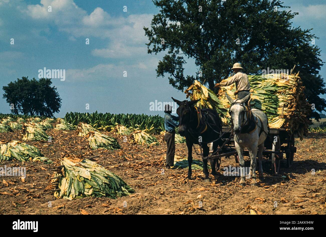 Kentucky Tobacco Barn Stock Photos Kentucky Tobacco Barn Stock