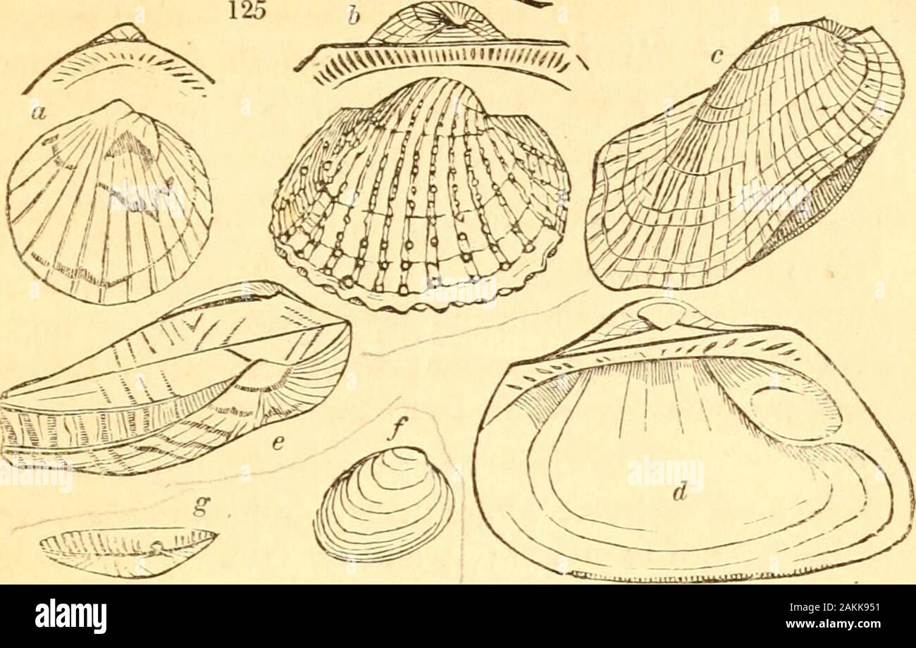 A treatise on malacology; or, Shells and shell fish . 1. rugosa Sw. {Al. rugosa) Barnes. Family 2. ARCADE. Arch-Shells, Marine; hinge margin furnished with numerous smallwell-defined teeth, without any distinction of cardinaland lateral; umbones generally remote, mostly coveredwith an epidermis. NucuLA Lam. Perlaceous ; shape various ; beneath theumbones, a spatulate enlargement or pit containingthe cartilage ; teeth small, numerous, prominent, andpectinate : marine and fluviatile. (fg. 125. f, g.)margaritacea. Sow. Gen. f. 7. * The situation of tliis type seems doubtful, but as I have more th Stock Photo