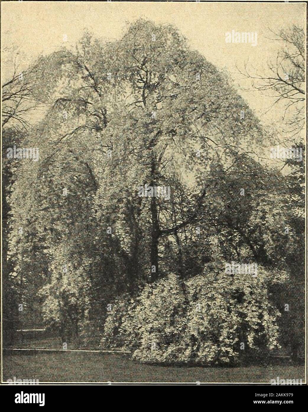Farquhar's garden annual : 1918 . rose-pink doubleflowers in early Spring; one of f h(^ most beautiful. 2 .50 Pseudo-cerasus, Hizakura. Double deep pink flowers; buds crimson. ... ... ... 2.50 Japoniea rosea pendula. (syn. Prunus suhhirlella var. roseapendula.) (Japanese Weejnng Cherry.) A beautiful tree withgraceful arching branches which droop to the ground. The den-cate pink flowers appear before the foliage. One of the finestweeping trees. $2.50 each. Watereri. Large semi-double flowers of rosy-pink; very orna-mental. $2.50 each.CERCIDIPHYLLUM japonicum. (The Katsura Tree.) A rapid-growing Stock Photo