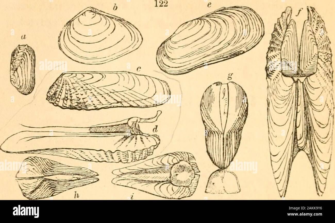 A treatise on malacology; or, Shells and shell fish . FA3IILY SAXICAVID^. Animal perforating ; shell often irregular ; lateral teeth none , cardinal teeth variable or obsolete. Saxicava Lam. Shell transversely oval, irregular, gaping at one or both ends; ligament external; teeth obsolete, {fig. 122. a, e.) S. rugosa. Sow. Gen. f. 1—4. Fetricola Lam. Shell transversely oval or oblong ; the valves gaping; cardinal teeth variable, but always present; lateral teeth none {fig. 122. b, c, d.) P. dactylus. Sow. Gen. f. 3. ochroleuca. lb. f. 4. (6.) * Affinities uncertain. f Including Venericordia and Stock Photo