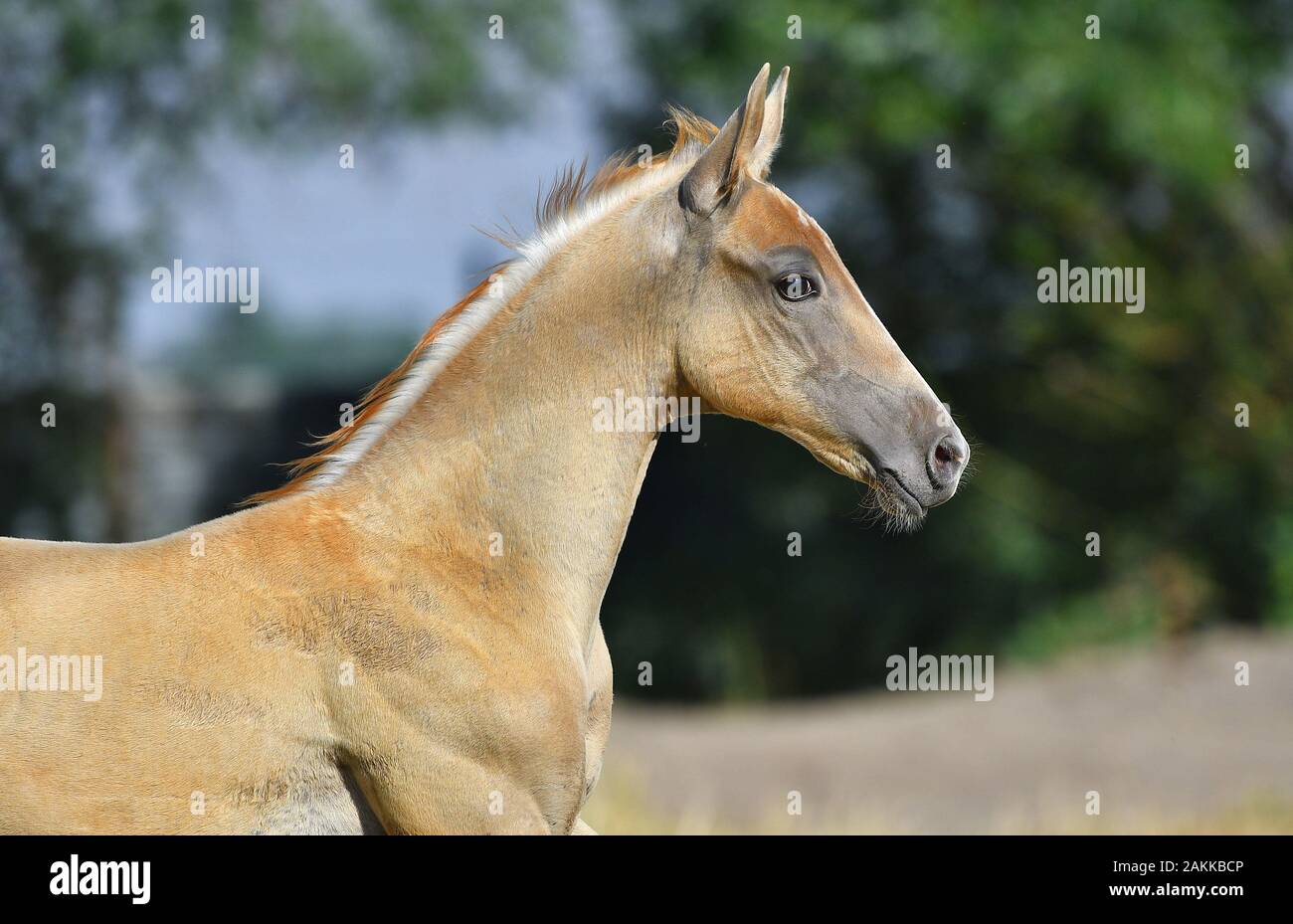 Palomino Akhal Teke foal standing in the sunlight in summer pasture. Animal portait, side view. Stock Photo