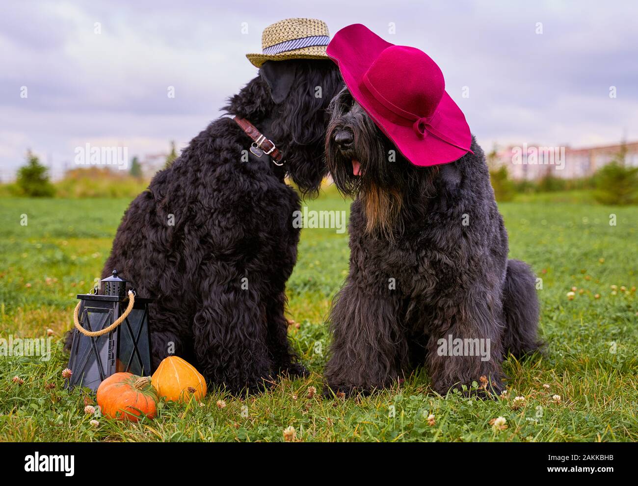 Two large massive dogs sit on grass in Park field Stock Photo - Alamy
