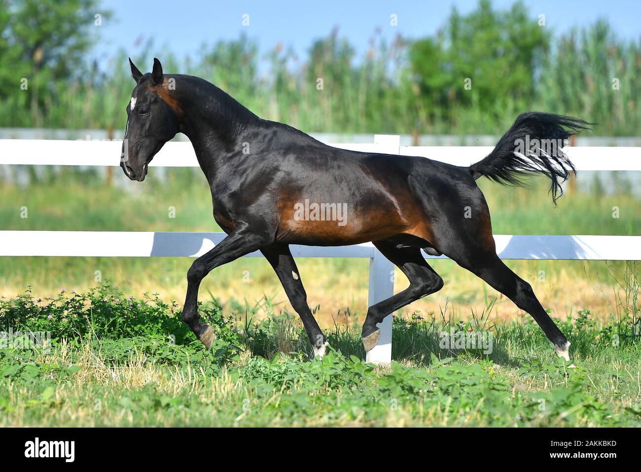Dark bay Akhal Teke stallion running in trot along white fence in summer  paddock.In motion, side view Stock Photo - Alamy, image size:1300x957