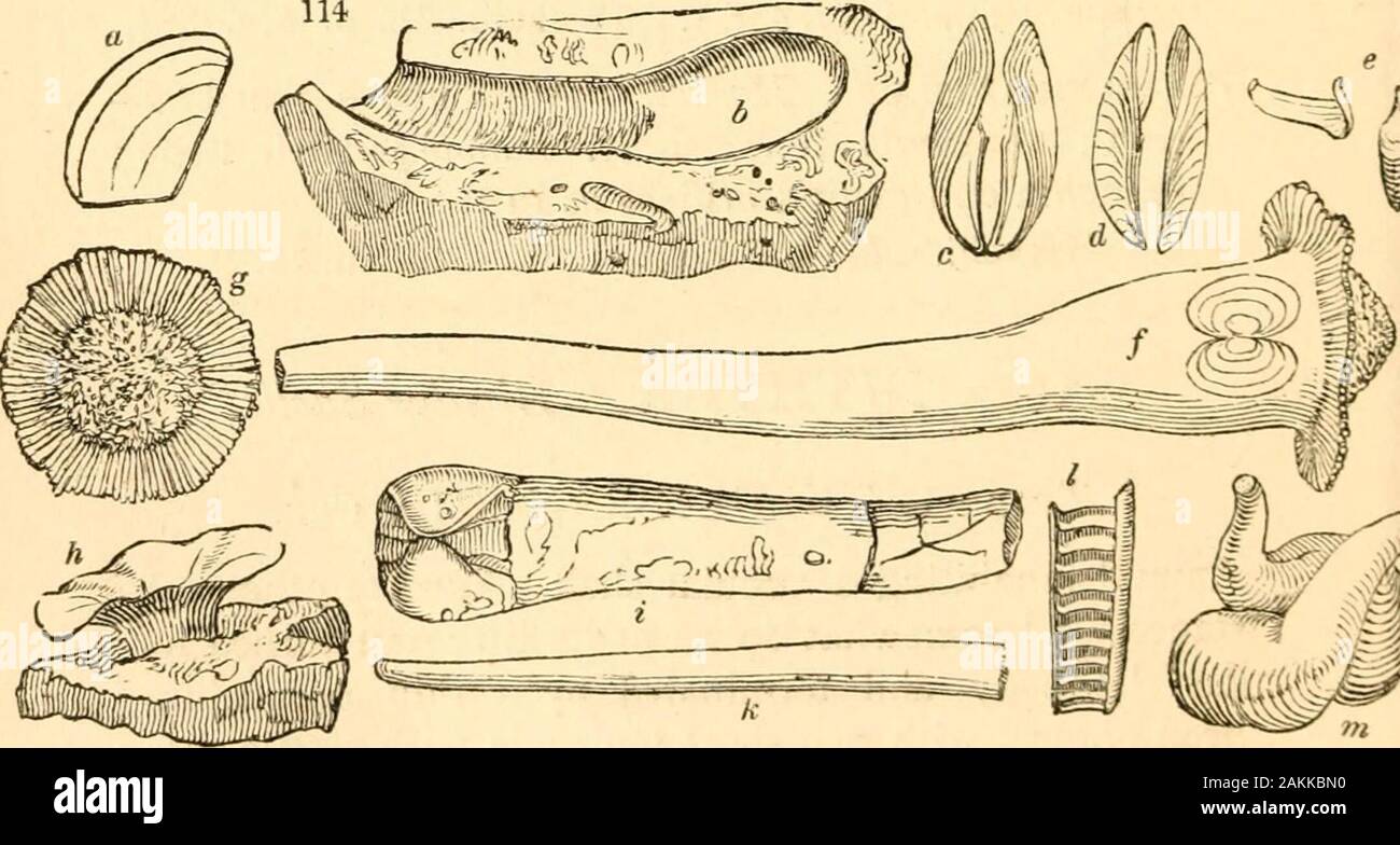A treatise on malacology; or, Shells and shell fish . ewhat spiral at its tip ; tail turned un-der the body and terminated by a thin operculum;head obtuse, with two short tentacula with sessile eyes ;mouth a vertical orifice with two filaments beneath be-longing to the foot; hermaphrodite.* * The animal of Magilis being unknown, I am afraid of including it inthis group. 362 SHELLS AND SHELL-FISH. PART II. Vermetus. Shell tubular, contorted; the terminalwhorls spiral. G. lumbricalis. Sow. Man. f. 345. Vermillia Lam. The terminal whorls not spiral.V. triquetra. Sow. Man. f. 7. Siliquaria Brug. T Stock Photo