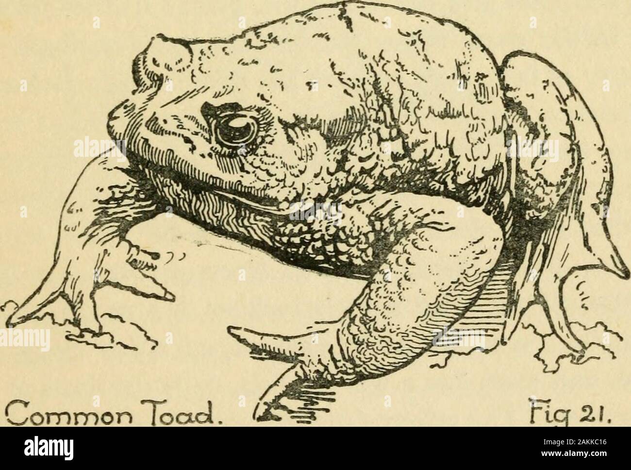 British reptiles, amphibians, and fresh-water fishes . ILcllble/ Vrocf feet are completely webbed (those of the Common Frog are only partly so), and the male has a conspicuous globular sac on either side of the head. This is the external vocal apparatus with which it croaks. It has a louder and more musical note than that of its cousin. The colour is subject to considerable variation. The upper parts may be bronze-brown, greenish, or olive, with spots or marbhng of black, or dark brown. There are conspicuous light stripes along the back. The under42 COMMON TOAD parts are smooth, whilst the upp Stock Photo