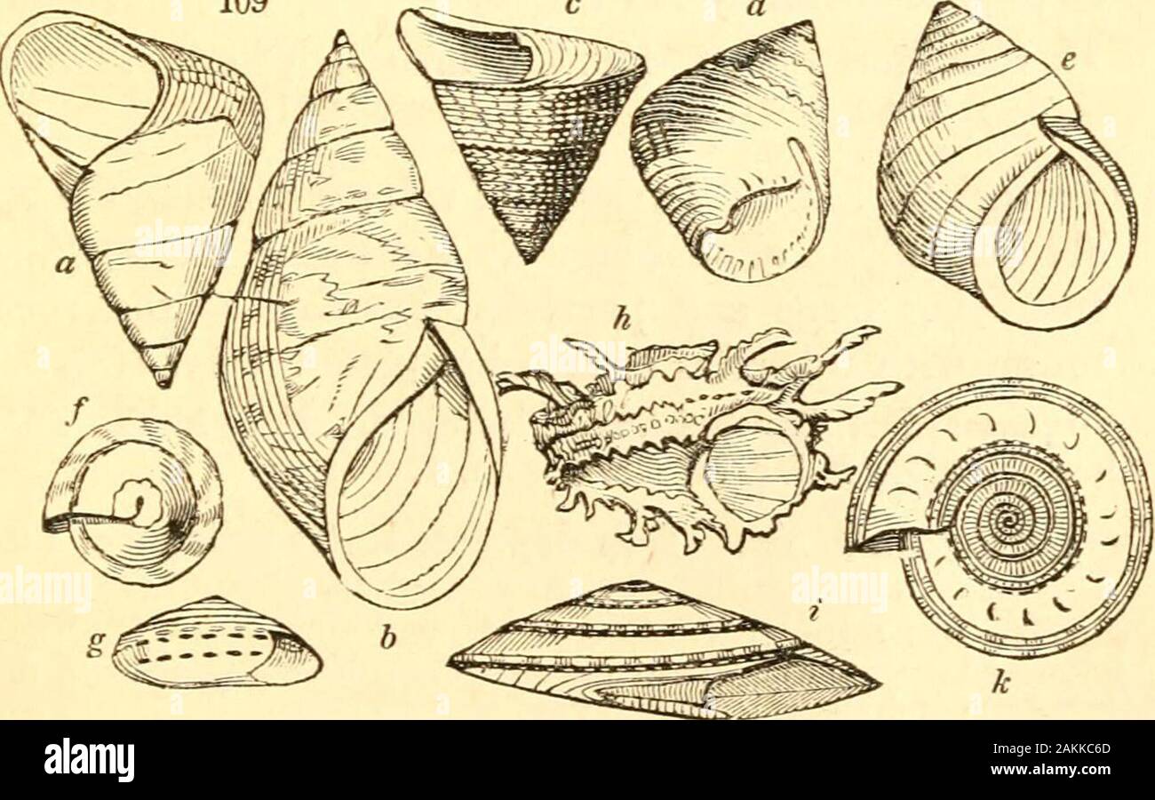 A treatise on malacology; or, Shells and shell fish . ^. 34.7 Neritina Lam, General shape of Nerita; but theouter lip is thin and smooth, the inner one ratherconvex and crenated ; surface smooth. N. meleagris. Chem. 124. f. 1088. a—i. Clitlion Montf. Leach. General shape of Neritina;but there is an obtuse lobe on the inner lip, theouter is dilated at its origin, and the whorls are armedwith spires. C. corona. Chem. 124. f. 1083, 1084. Velotes Mont. Nearly orbicular; depressed; aboveconvex; beneath flat; spire nearly obsolete; innerlip toothed, as large as the aperture, which is semi-circular. Stock Photo