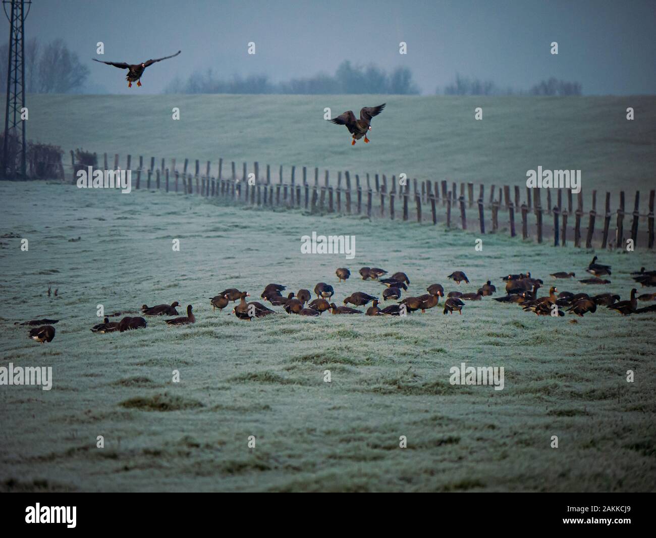 Migration birds from the arctic region resting on green farmland in Germany Stock Photo