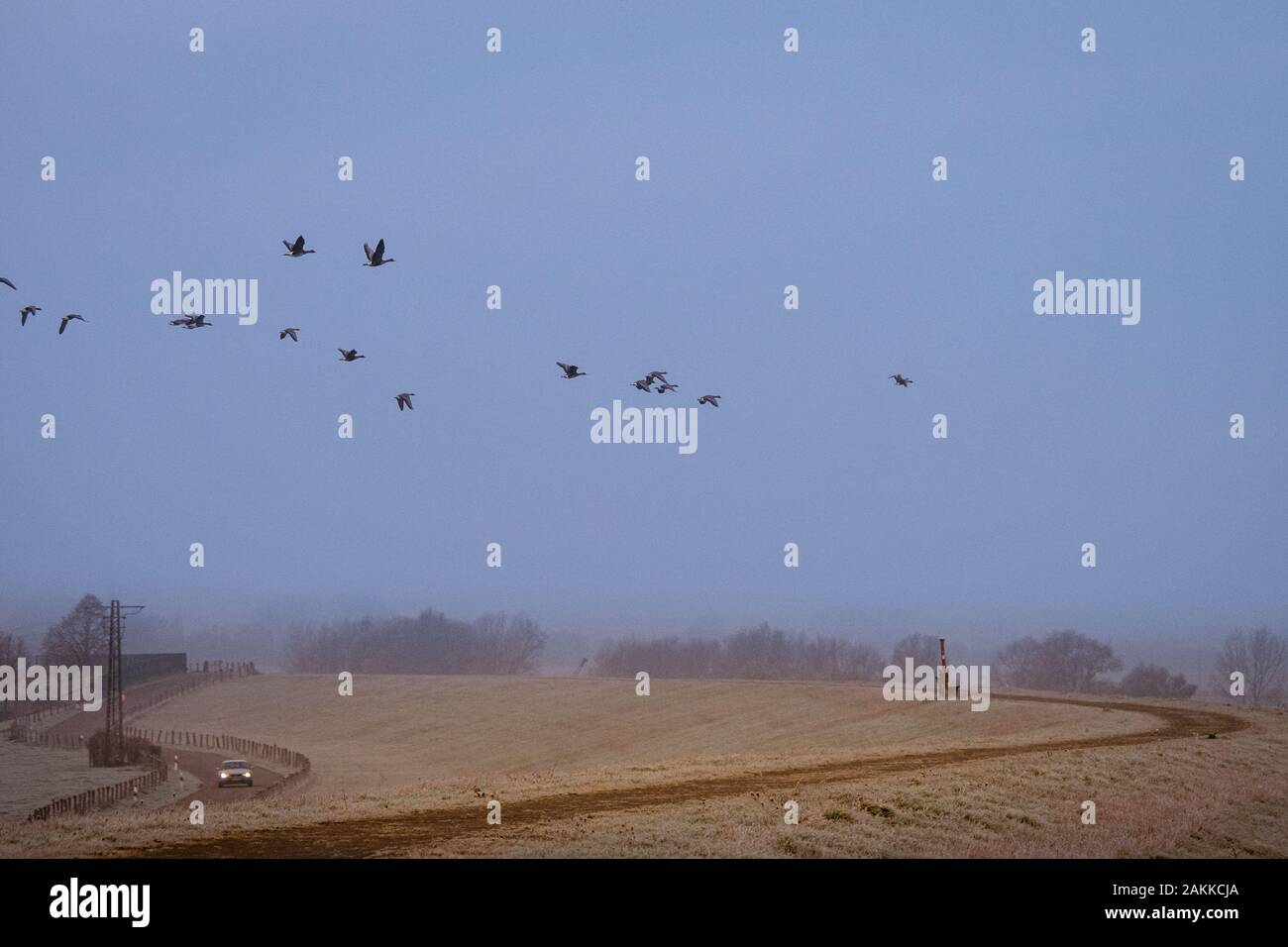 Migration birds from the arctic region overflying farmland in Germany Stock Photo