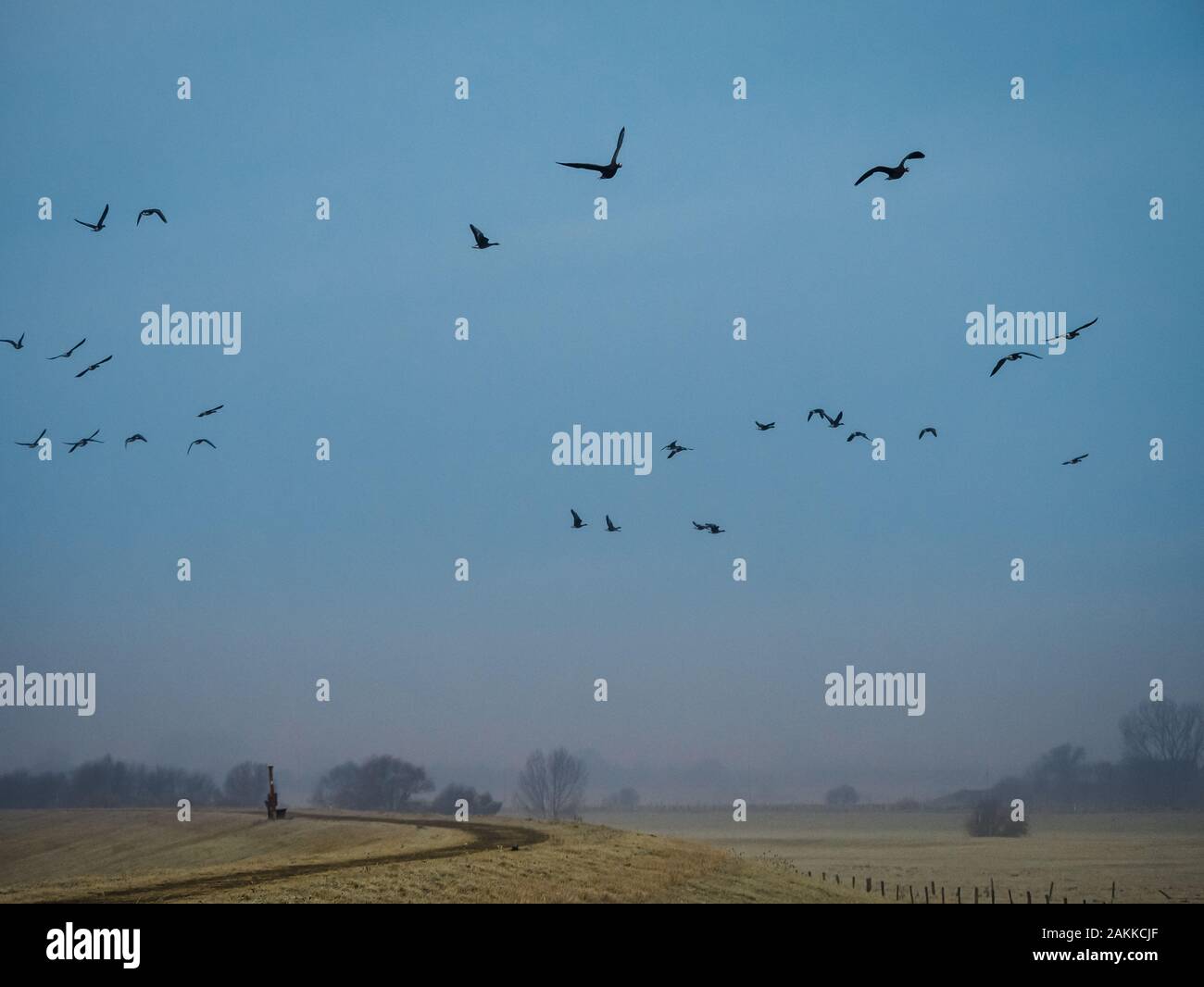 Migration birds from the arctic region overflying dyke in Germany Stock Photo
