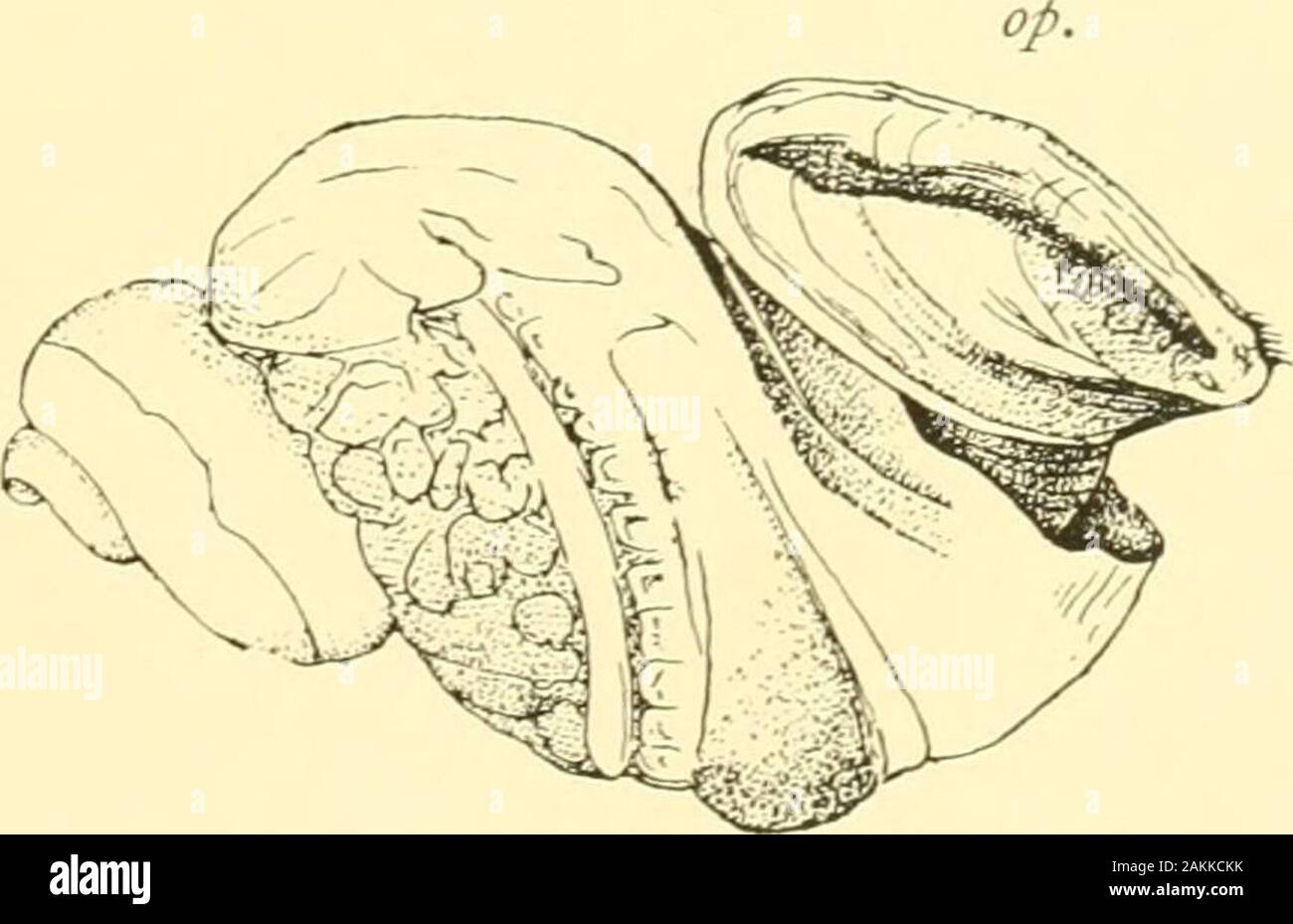 The Tanganyika problem; an account of the researches undertaken ...