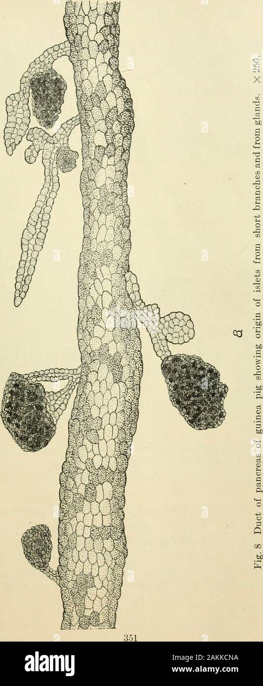 The American journal of anatomy . Fig 6 Section of gland near its origin from the duct, showing several types ofepithelial cells. Acetic osmic bichromate, safranin, acid violet; i, islet cells;m, mucous cells; g, goblet cell; d, undifferentiated epithelium.   Fig. 7 Duct frompancreas of the guinea pig showing multiple connections with islets. Pyronin, neutral red. X 77. 350. 352 R. R. BENSLEY separated from the duct system. The examination of prepara-tions fixed in Zenkers fluid and stained by Mallorys aniline bluemethod for connective tissue, shows that the apparent continuitybetween islets a Stock Photo