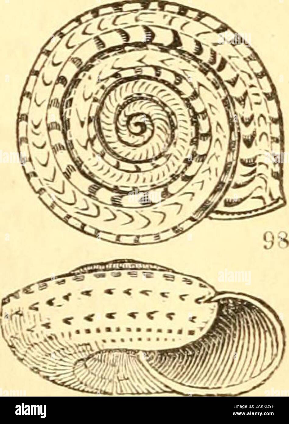 A treatise on malacology; or, Shells and shell fish . fasciata. En. Meth. 461. f. 7. Helicella Feruss. Shell discoid,but the body-whorl thick andventricose ; the spire very smalland sunk ; pillar none; aperturesemicircular ; outer lip thickened;umbilicus very wide. (^^. 98.) pellis-serpentis ( ^^. 98.); also Fer.MoUus. pi. 66. 73. 75. 77.. S34&gt; SHELLS AND SHELL-FISH. PART II. SuB-FAM. 4. ACHATIN^. Shell spiral; aperture oblong or oval, always equal, andgenerally shorter than the spire.* Clausilia Drap. Aperture oblong, with teeth on bothsides t; shell cylindrical. Pupella Sw. X Spire modera Stock Photo