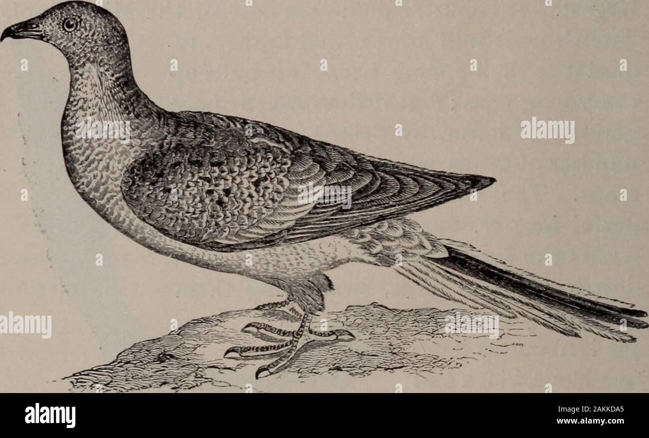 Natural history of animals; . IOO VERTEBRATES : BIRDS. SCRATCHERS, OR RASORES. Doves, Wild Pigeons, Turkeys, Hens, Grouse, Pheas-ants, and Quails are the principal Rasores. Most ofthem live mainly upon the ground, Natural history of animals; . IOO VERTEBRATES : BIRDS. SCRATCHERS, OR RASORES. Doves, Wild Pigeons, Turkeys, Hens, Grouse, Pheas-ants, and Quails are the principal Rasores. Most ofthem live mainly upon the ground,