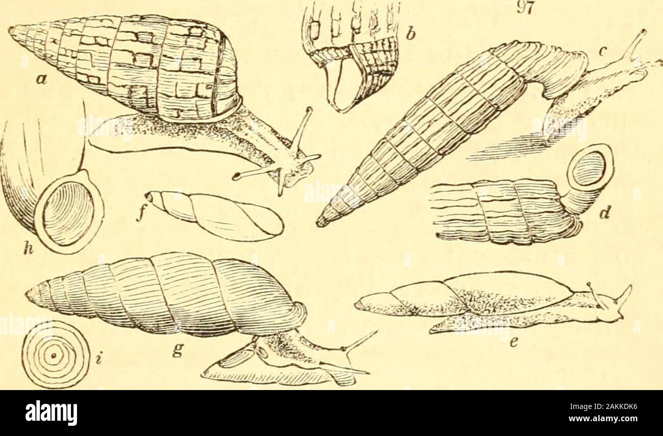 A treatise on malacology; or, Shells and shell fish . on the outerlip ; aperture mostly round. Plicadomus Sw. Spire moderate, regular, and thick,but gradually conic; the tip obtuse ; aperture perpen-dicular ; inner lip wanting ; outer lip semicircular ;the margin dilated and reflected. P. sulcata. Chem. J 35. f. 1231, 1232.Pupa Lam. Spire thickest towards the middle; thetip abruptly pointed ; aperture oval; the lips con-siderably thickened and united; a single plait gene-rally on the pillar. P. mumia. Mart. 153. f. 1439.* This seems to represent Streptaxls. PART II. HELICIX.E. 333 Gonospira Sw Stock Photo