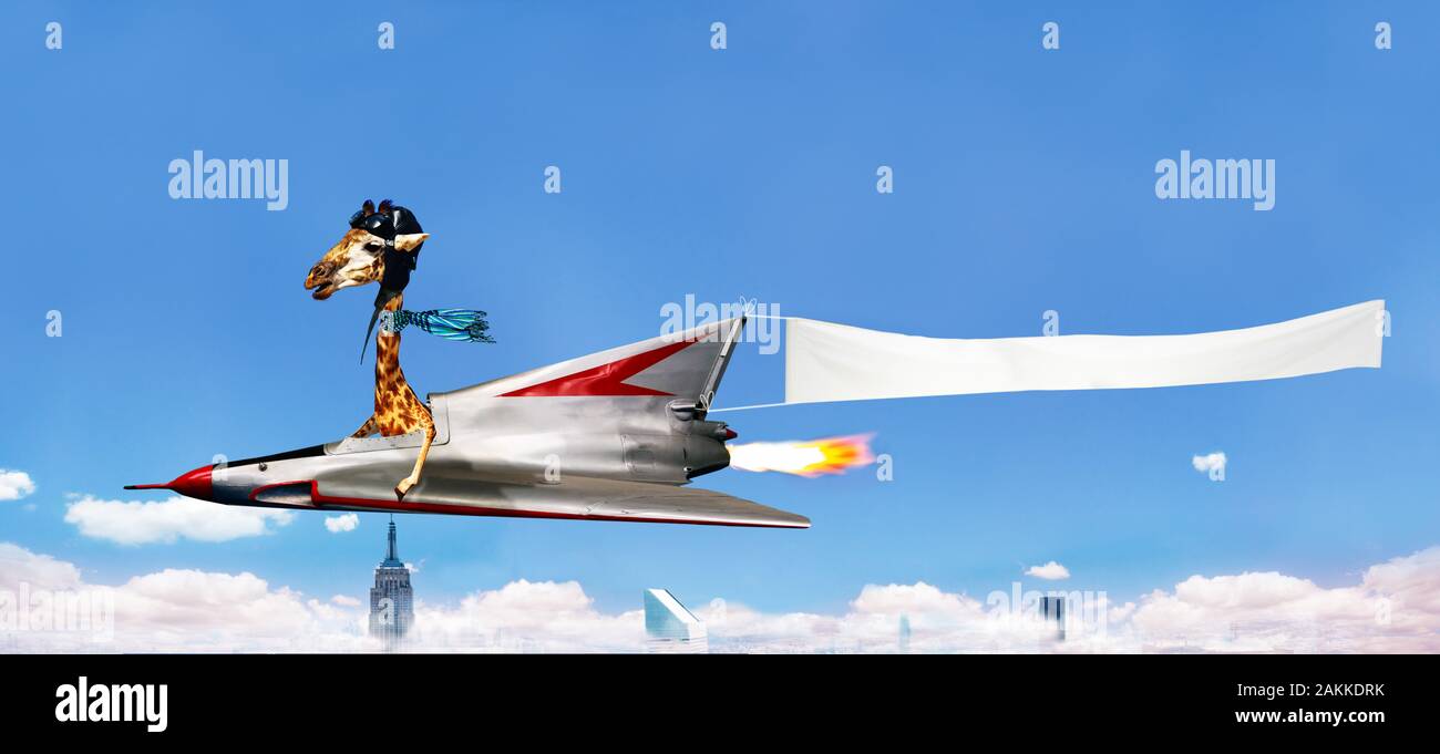 Giraffe Pilot Fly Plane With Advertising Banner Stock Photo