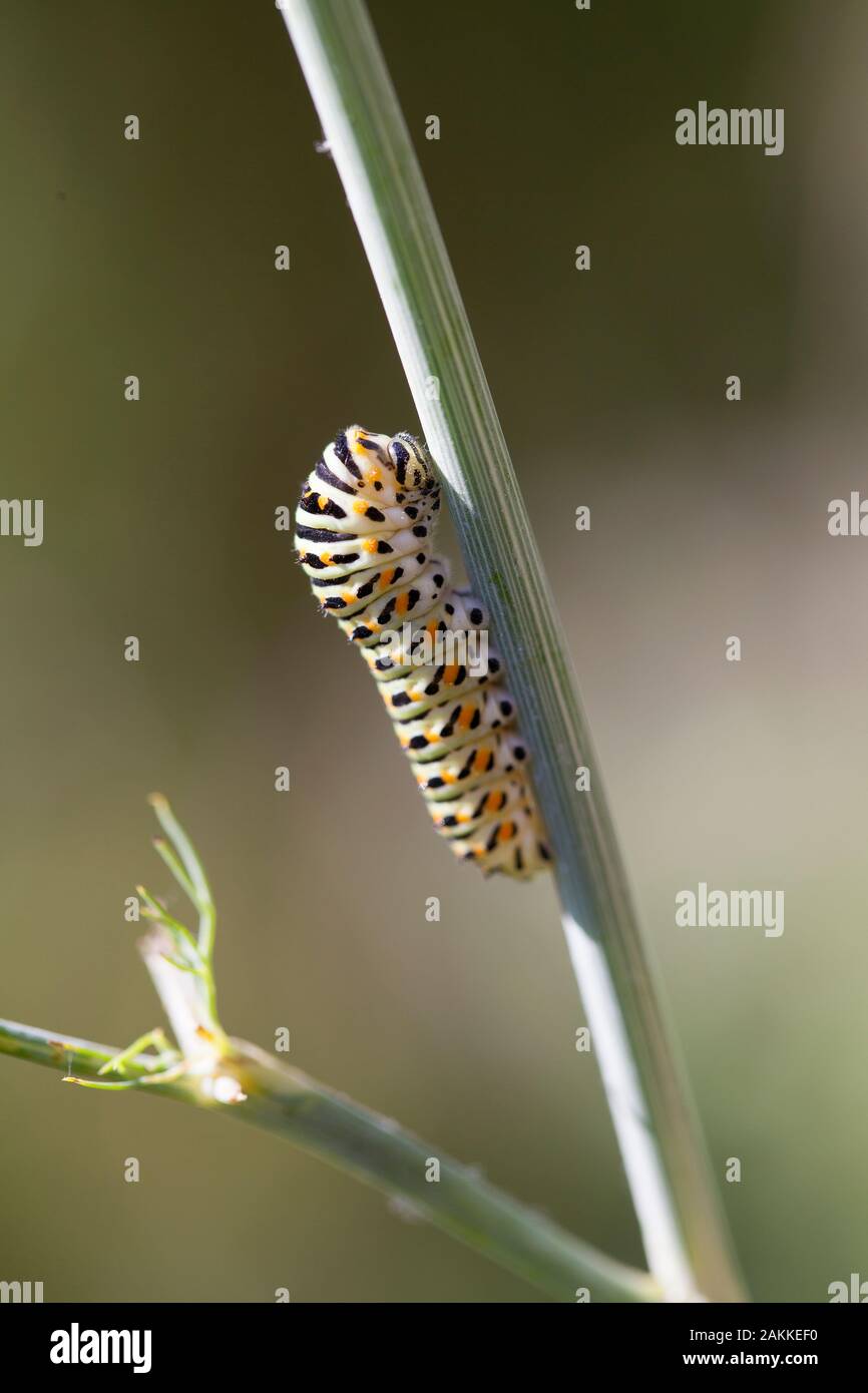 Caterpillar of an Old World swallowtail (Papilio machaon) on a dill stem Stock Photo