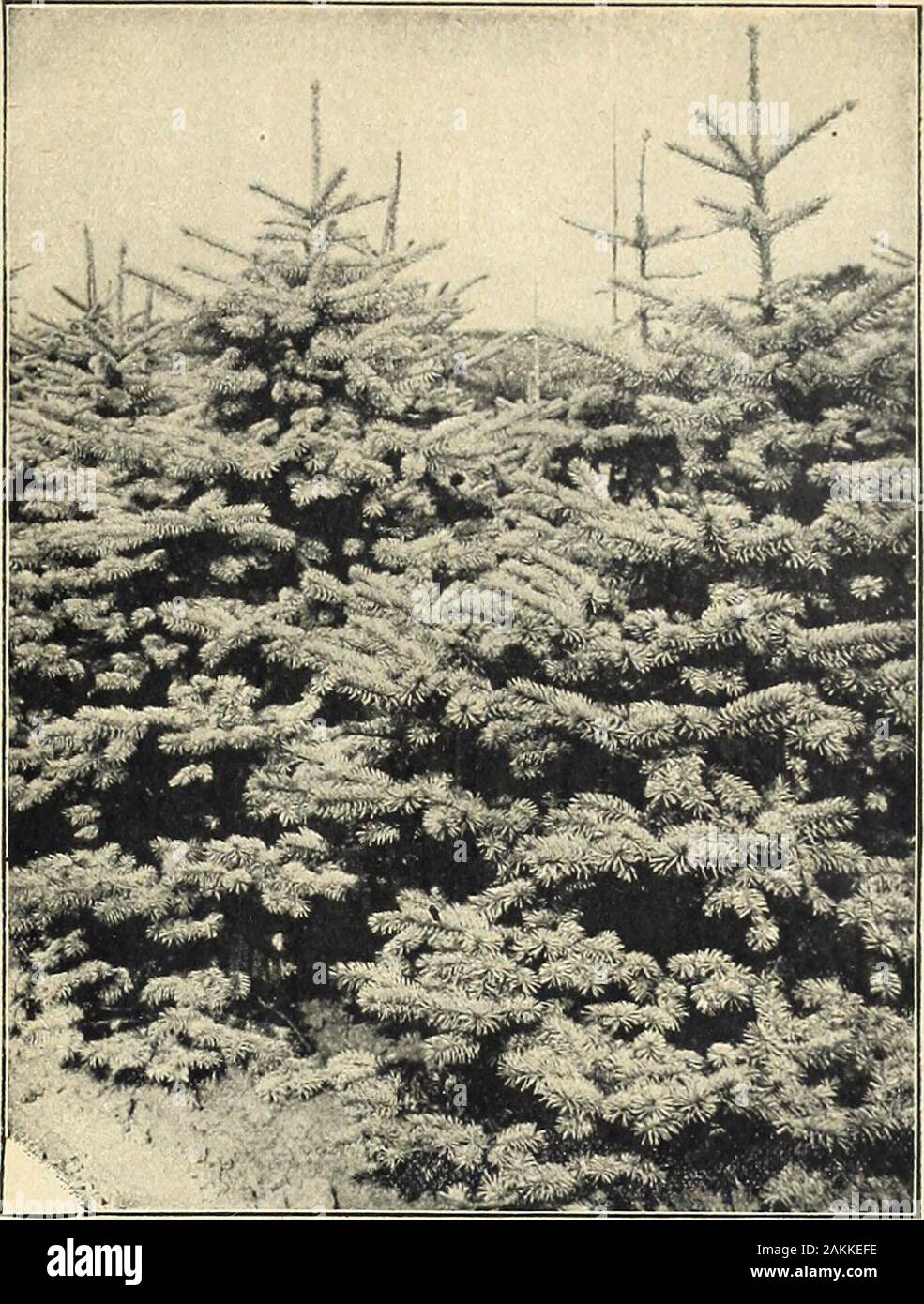 Farquhar's garden annual : 1918 . * Picea pungens glauca Kosteriana. Blue Spruce. PINUS densiflora. (Japanese Red Pine.) A rapid-growing and very ornamental Pine; thelong slender needles are bright bluish-green. 3 to 4 ft., $3.00 each. mughus. (Dwarf Mountain Pine.) An Alpine species extremely valuable for exposed situa-tions; of dwarf, spreading habit, seldom over 4 feet in height. The foliage is of strong, deepgreen color and the branching growth of this beautiful bushy Pine makes it exceedinglydesirable for lawn clumps, evergreen borders and terraces. It is one of the best Ever-greens for p Stock Photo