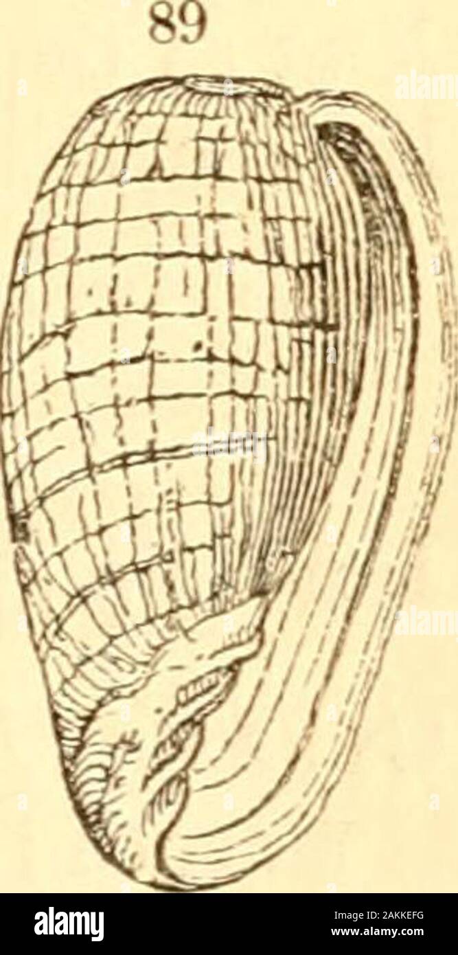 A treatise on malacology; or, Shells and shell fish . ed; outer lip,and often the inner, very much thickened and inflexed,with the inner margin tcrenated; pillar with distinctplaits ; the base with a wdde, but not a deeply cleftnotch. VoLUTELLA Sw, BulHform ; ovate oblong;spire either entirely or almost concealed ;pillar with four oblique plaits at thebase ; aperture not striated; outer lipsmooth, thickened; inner lip w^anting. {fig- m V. bullata. Chemn. 150.- f. 1409-10.oblonga, Zool. 111. ii. pi. 44. f. 1guttata. lb. £ 2. Persicola Schiim. General form of Volutella; butthe spire always conce Stock Photo