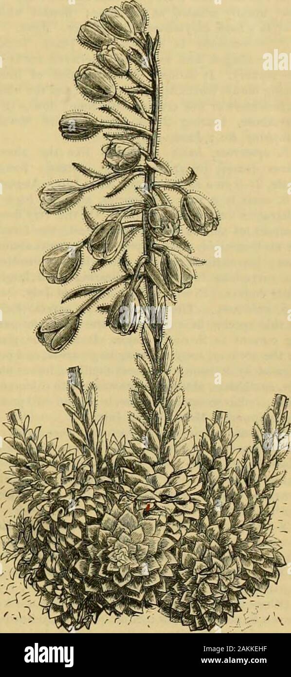 The Gardeners' chronicle : a weekly illustrated journal of horticulture and allied subjects . Fig, 60.—saxifraga cusctJTiFOBMis. Fig, 61.—saxifbaga media. seem to have been uumerous; they were engagedin dressing the Vines and manuring the ground;their collective wages for the year amounted to£5. The arrangement of the gardens andorchards round a thirteenth century noblemansmansion may be well seen in fig. 59, which istaken from a manuscript of that period, pre-served in the Bodleian Library at Oxford. Very little is recorded of the monastery gardensof the thirteenth century. In the HouseholdAc Stock Photo