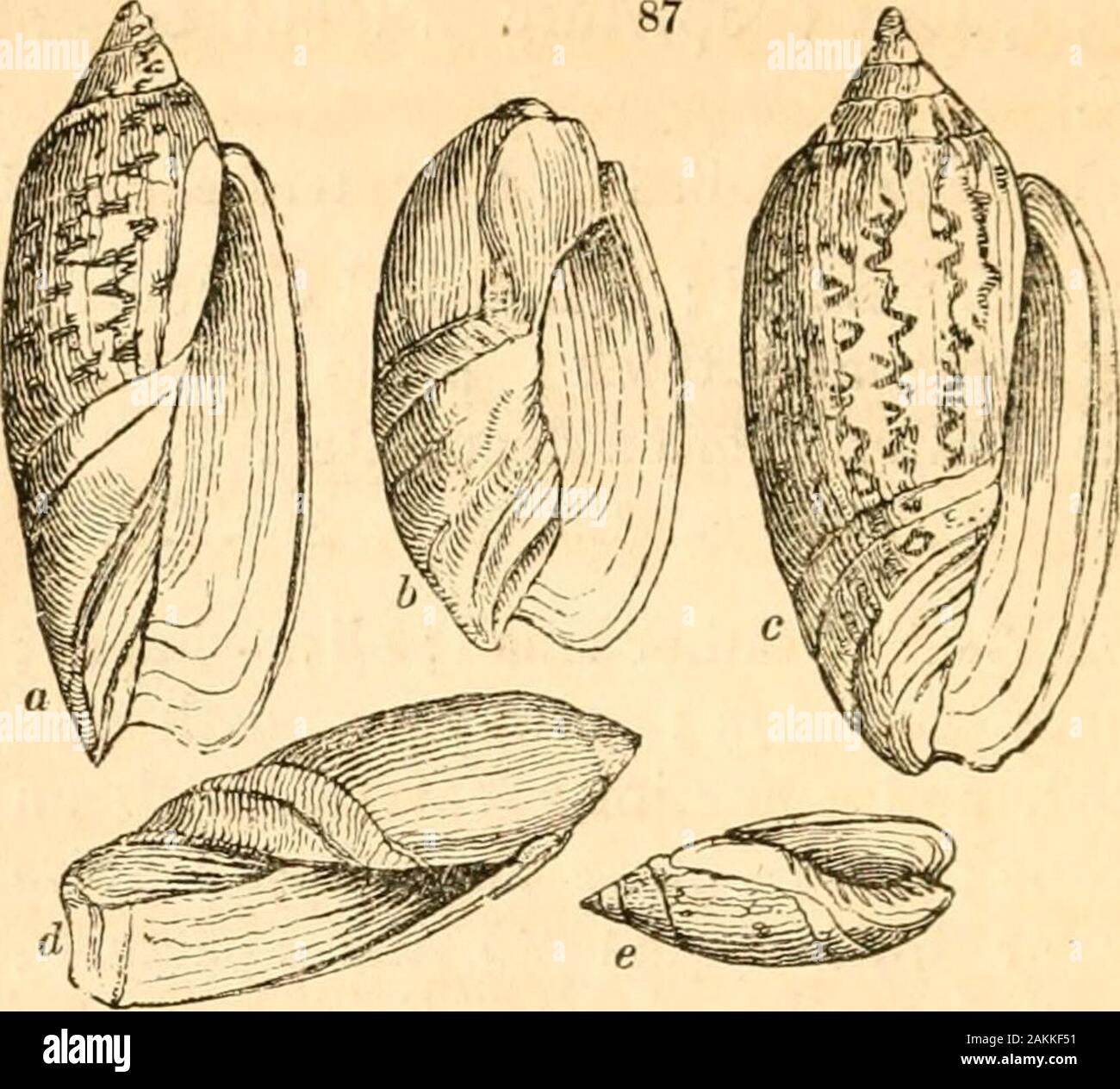 A treatise on malacology; or, Shells and shell fish . 322 SHELLS AND SHELL-FISH. 87 PART II.. ScAPHULA Sw, (fig. 87- &.) Spire very short, thick, ob-tuse, and not defined; aperture very wide, with onlytwo or three obhque plaits at the base. S. patula Sow. Tank. Cat. 2331. (6.) HiATULA Sw. {fig. 87. «.) General shape of Oliva ; butthe upper part of the pillar is not thickened ; thelower tumid, and marked with a few oblique plaits;the aperture wide, the base effuse. Lamarckii. Zl.Il. ii. p.78.f. 1. maculosa. lb. 78. f. 3.pallida. lb. 78. f. 2. ? striata. lb. pi. 40. f. 2. OliveijI.A Sw.* (fig. 8 Stock Photo