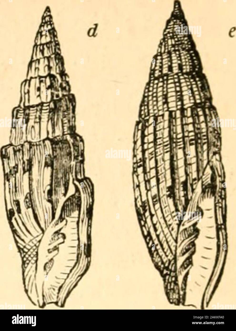 A treatise on malacology; or, Shells and shell fish . Costellaria Sw. Unequally fusiform ; the spire longerthan the aperture ; body-whorl slightly ventricose,but suddenly contracted near the base ; internal striaedistinct; whorls convex, rarely angulated j the ribsreaching to the suture, {^fig. 84.6?.) C. rigida. Zool. 111. 1st Series, pi. 29. Callithea Sw. Spire and aperture of nearly equal length ;internal channel nearly obsolete ; shell with longi-tudinal linear ribs, crossed with transverse striae andbands ; base contracted, {fig. 84. e.) sanguisuga. En.Meth. 373.f. 10. stigmataria. Chem. Stock Photo