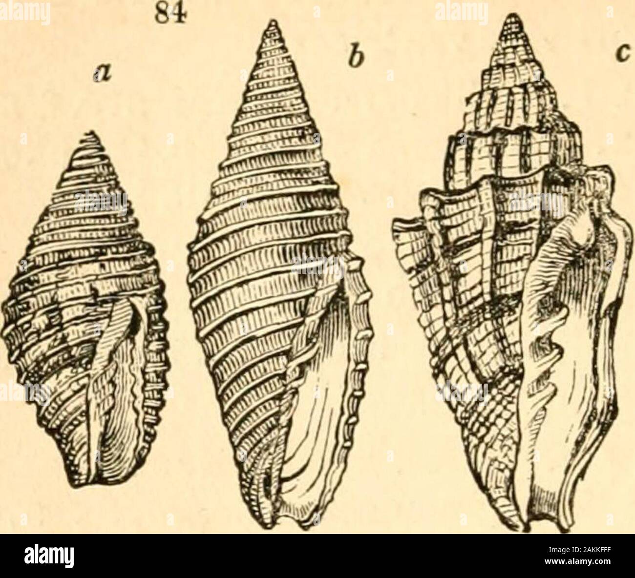 A Treatise On Malacology Or Shells And Shell Fish 111 Ii 128 Llneata Sw Lb 372 F 7 F 3 Tiara Sw Aperture Narrow Linear Or Of Equalbreadth Throughout Outer Lip A Treatise On Malacology Or Shells And Shell Fish 111 Ii 128 Llneata Sw Lb 372 F 7 F 3 Tiara Sw Aperture Narrow Linear Or Of Equalbreadth Throughout Outer Lip