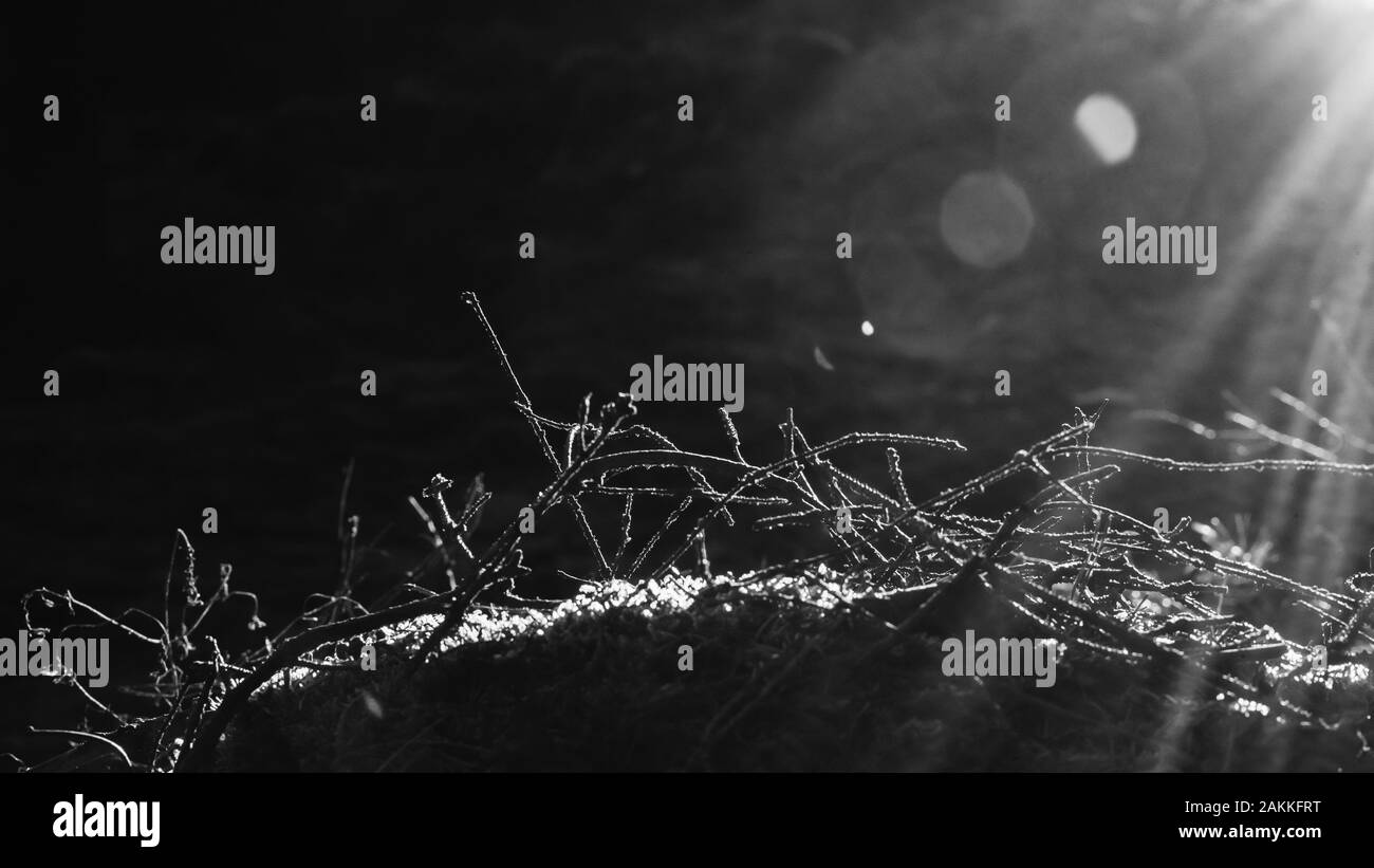 Moss plants garden Black and White Stock Photos & Images - Alamy
