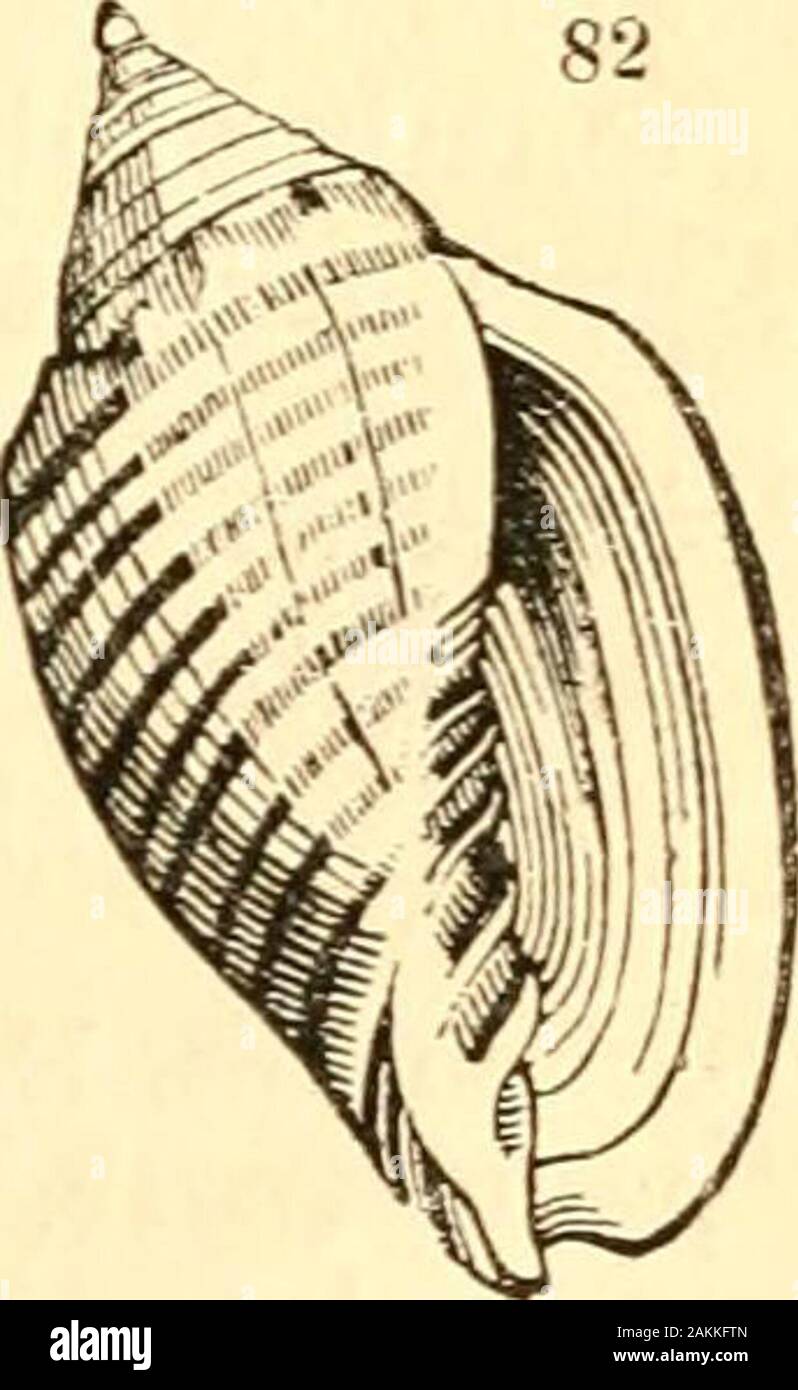 A treatise on malacology; or, Shells and shell fish . nellifomi type.Shell partially polished;ventricose. magnifica. Chem. 174, 175.fulgetrum. Sow. Tank. C. Cymbiola Sw. Spire more produced;, but not morethan half as long as the aperture ; the terminal whorlsregular and sculptured; plaits on the pillar four.{fig. 81. «.) 1. Type 9 Ancilla. En. Meth. 385. f. 3.magellanica. lb. f. 1. 2. Vespertilio. En. M^th. 378. f. 2.nivosa. Ex. Conch, pi. 5. pacifica. Chem. 178. f. 1713,1714. Ex. Conch, pi. 14.festiva. ? Lam. No. 42. 3. Mitis. Ex. Conch, pi. 40. 4. Braziliana. Chem. 176. f. 1695, 1696. Harpul Stock Photo