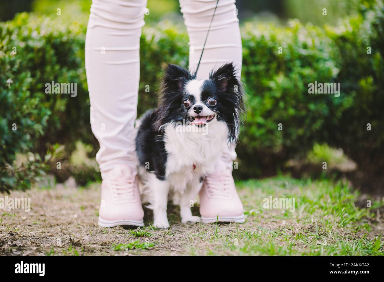 Chihuahua With Puppy Long Hair Stock Photos Chihuahua With Puppy