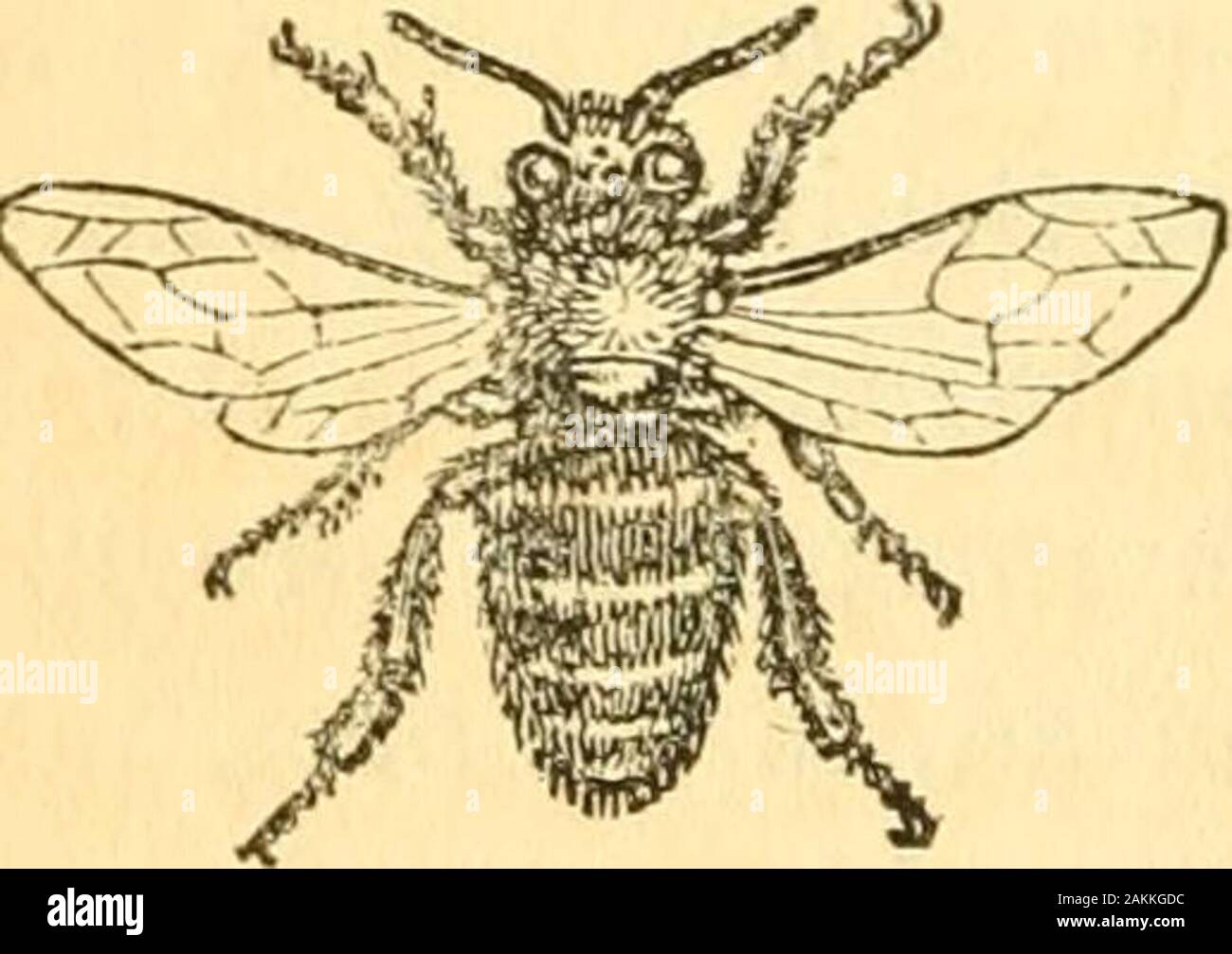 The entomologist's text book : an introduction to the natural history, structure, physiology and classification of insects, including the Crustacea and Arachnida . e saws, very highly magnified. 376 ORDERS OF PTILOTA. flattened, and divided into two separated parts, formingthe backs of the two saws. In the ichneumons, these variousparts are so slender, that at first sight they appear to consistbut of a single piece : on more minutely examining the in-strument, however, it will be found that it consists of ascabbard, composed of two pieces, inclosing a fine hair-likebristle, which is, in fact, Stock Photo