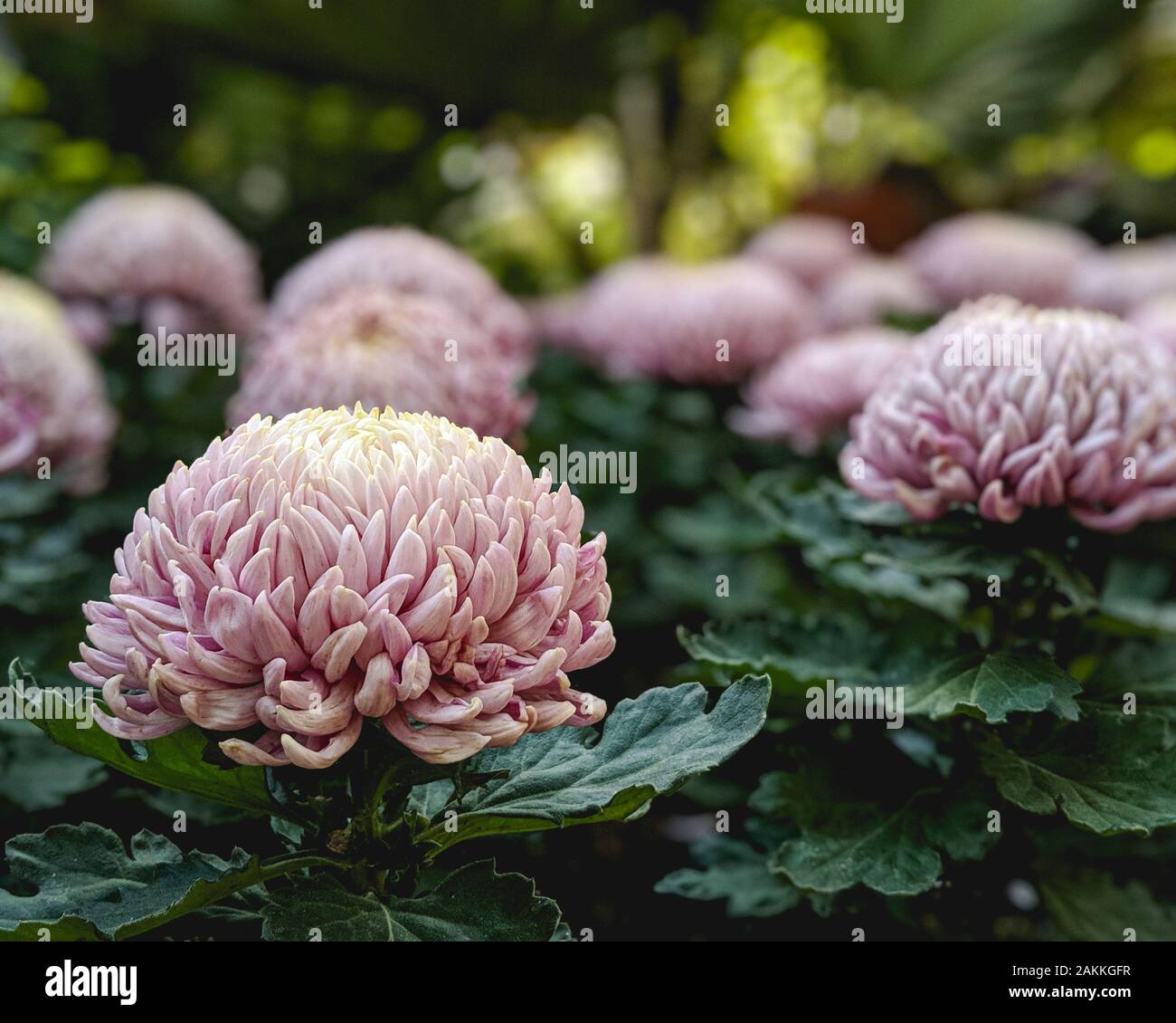 Chrysanthemums at Longwood Gardens Stock Photo Alamy