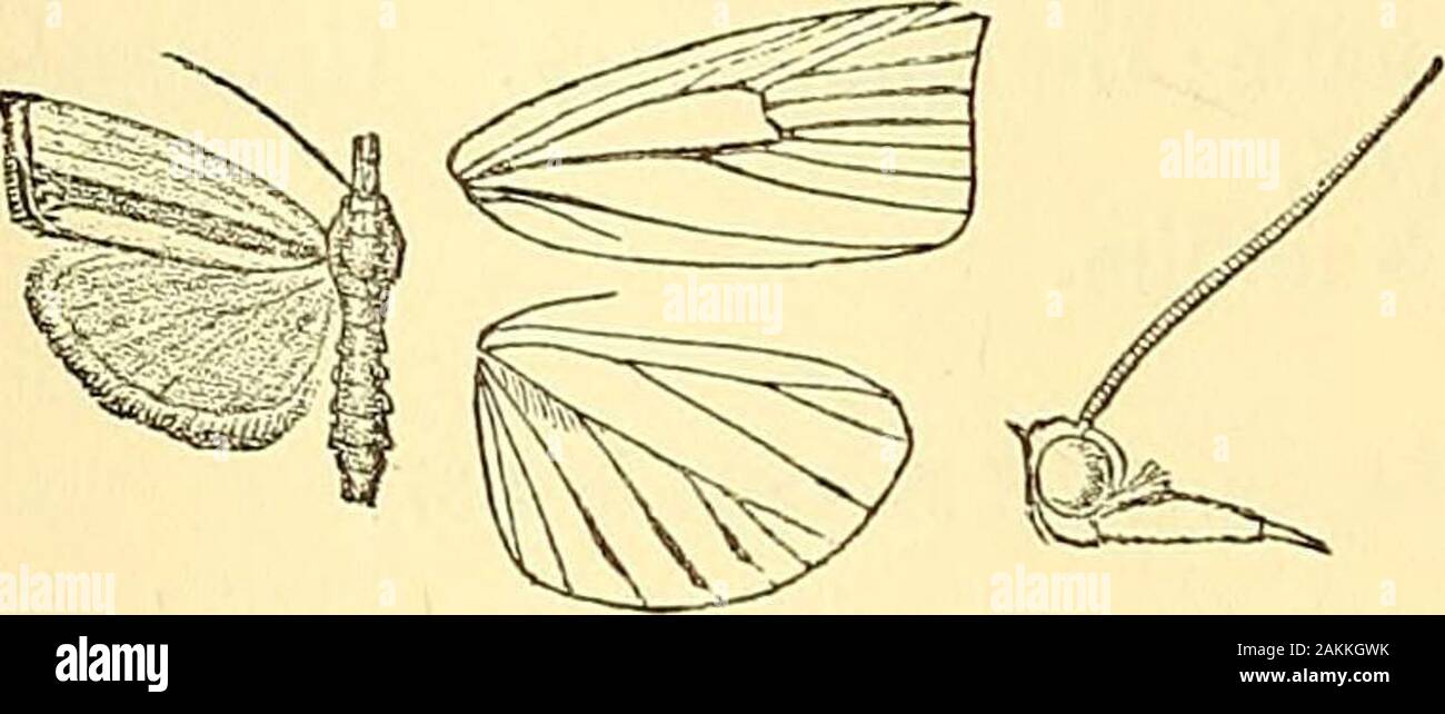 Moths . 226; C. fy S. no. 4693. Differs from Jiemileucalisin the fore wing having nofulvous on costa; the loweredge of the white fasciastraight throughout ; a whitefascia on inner margin; nosubmarginal line.Fig. 11.—Crambus nivellus, tf. . Hab. Dbarmsala ; Sikhim ; Nilgiris. Exp. 24 millim. 4173. Crambus perlellus, Scop. Ent. Cam. 620, p. 243.Crambus warringtonellus, Staint. Man. ii, p. 184. Head, thorax, and abdomen white, more or less tinged withfuscous. Pore wing silvery white, more or less tinged withochreous or fuscous, and in the form warringtonellus all the veinsstreaked with fuscous. Stock Photo