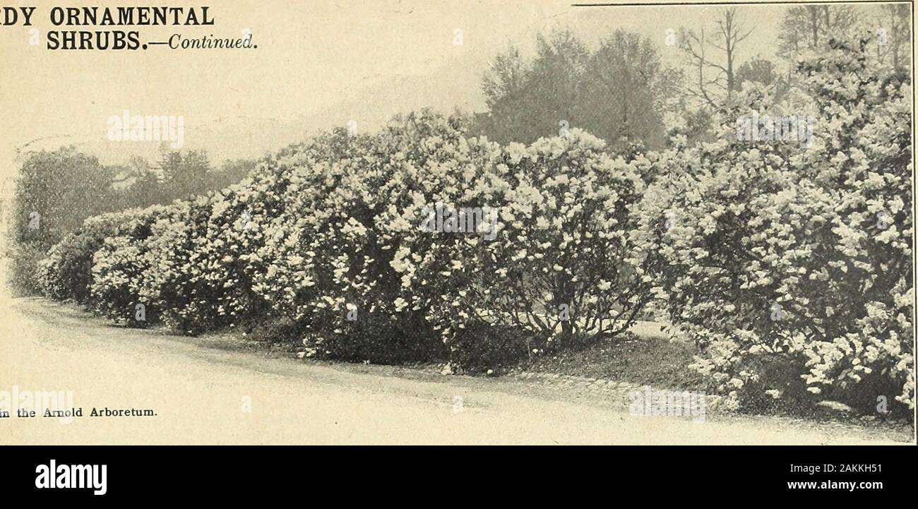 Farquhar's garden annual : 1918 . 3 .50 Hydrangea arborescens grandiflora alba. R. & J. FARQUHAR & CO., BOSTON. ORNAMENTAL SHRUBS. 147 HARDY ORNAMENTAL SHRUBS*—Continued. Lilacs in the Arnold Arboretum. MYRICA eerifera. Candleherry, or Wax Myrtle. A lowspreading native shrub with handsome foliage, smallwhite berries in Autumn. Very useful for sandy places. Doz.75 cts. each ... ... ... ? ? ? ? ? • . ... $7. 50 Gale. Bayberry. A native species thriving well in anysoil that is not too dry. Its branches and flower budsmake a fine Winter effect. 75 cts. each 7.50 POTENTILLA frutieosa. Cinquefoil. U Stock Photo