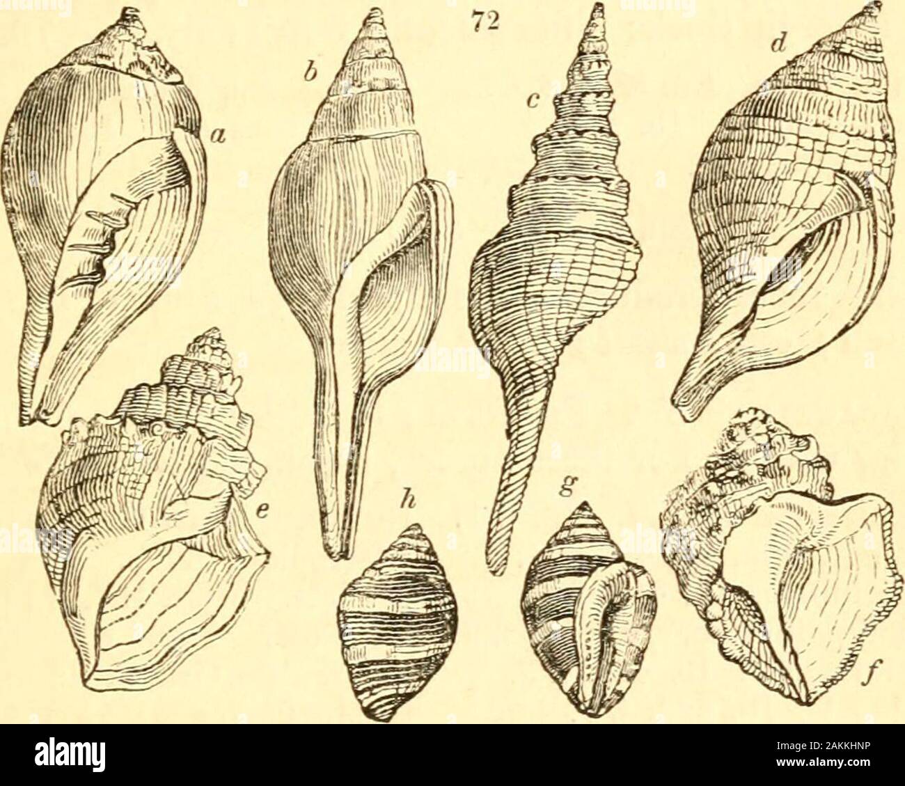 A treatise on malacology; or, Shells and shell fish . ns of the Ccriiliince. t Probably an aberrant species of Leiodomus. % Mr. Gray has the merit of first publishing this intricate, but most natu-ral genus, which I had many years ago also determined. 1 should gladlyhave adopted his name, were it not that Pollia has been already given byHiihner and Trcitsch to a genus of lepidopterous insects. Mr. Gray has veryhappily determined what is certainly its true station in the natural system,— that is, intermediate between Triton and Biiccinmn. It is connected torritun by T. clandcsfinum. Ency. Meth. Stock Photo