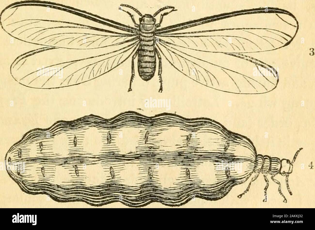 The entomologist's text book : an introduction to the natural history, structure, physiology and classification of insects, including the Crustacea and Arachnida . White Ants : 1, Worker-. 3, Queen in the first or winged state— , ditto, filled ^-ith eggs. insects ; some of the LihellididcB being amongst the largestof om- insects, whilst some of the HemerobiidcB or Psocidceare very minute, but not so minute as the smallest Hyme-noptera or Coleoptera. The smallest insect in the order is Stock Photo