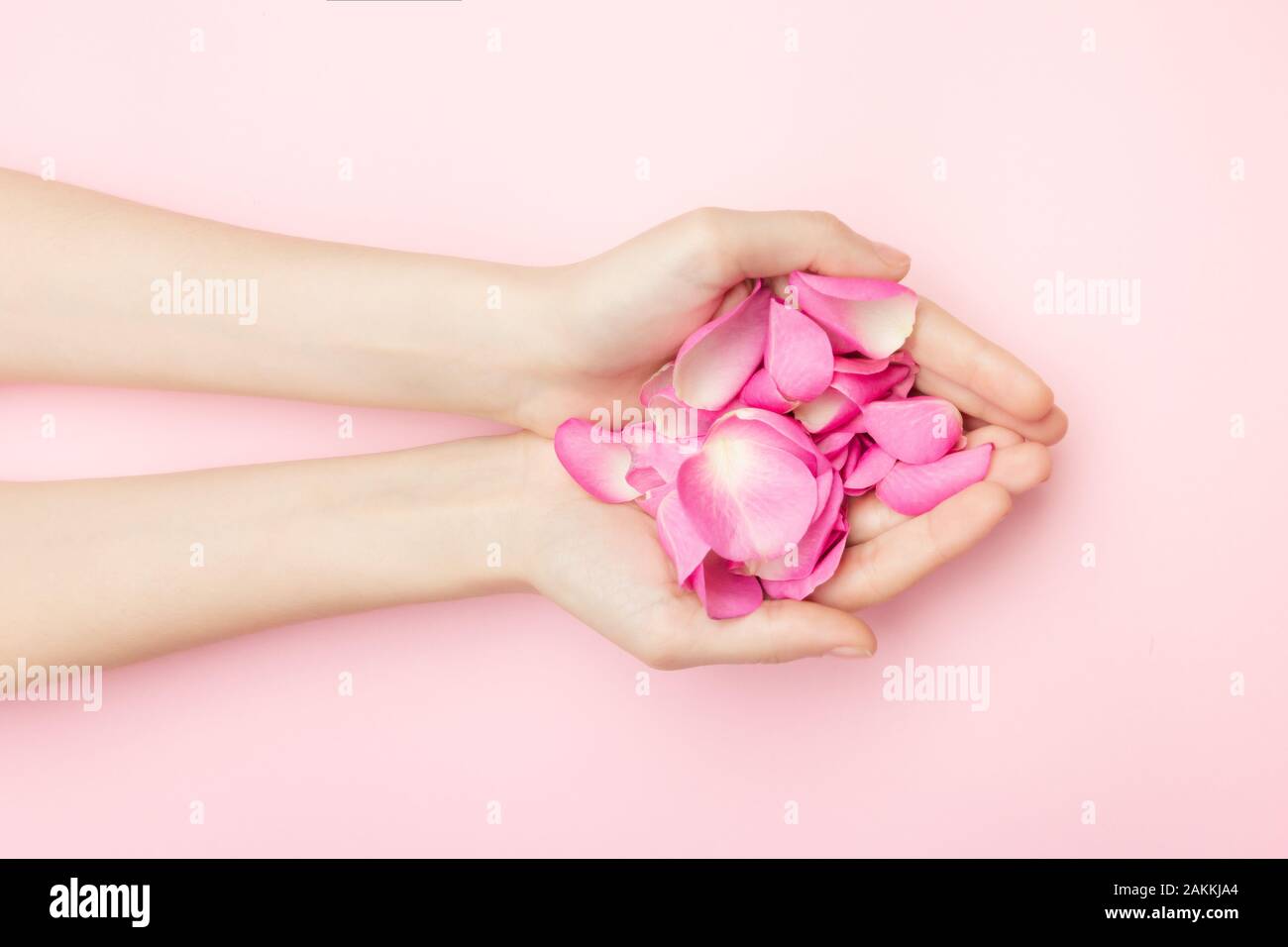 The woman hands hold rose flowers on a pink background. A thin wrist and natural manicure. Cosmetics for a sensitive skin care. Natural petal Stock Photo