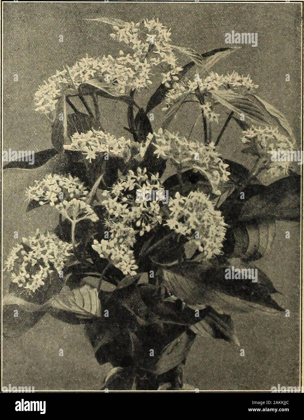 Farquhar's garden annual : 1918 . tuations where fewshrubs thiive. SI.25 eachLarger Plants. $2.00 each Arborescens. A large spreading native Azalea, with hand-some foliage and white or blush, fragrant flowers comingin July. Easih- grown in ordinary soil. $1.00 each;Larger Plants, SI..50 each. Calendulacea. (Flame Azalea.) This showy plant iscovered in June with masses of flowers, varjing frompale yellow to deepest orange. $1.50 each . • • Vaseyi. Forms a compact bush, covered in July with briUiant pink blossoms. 1 to I5 ft. 75 cts. each . . BACCHARIS halmifolia. Feathery white flowers; good fo Stock Photo