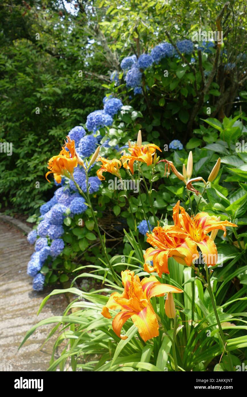 Tiger lily and Hydrangea Stock Photo