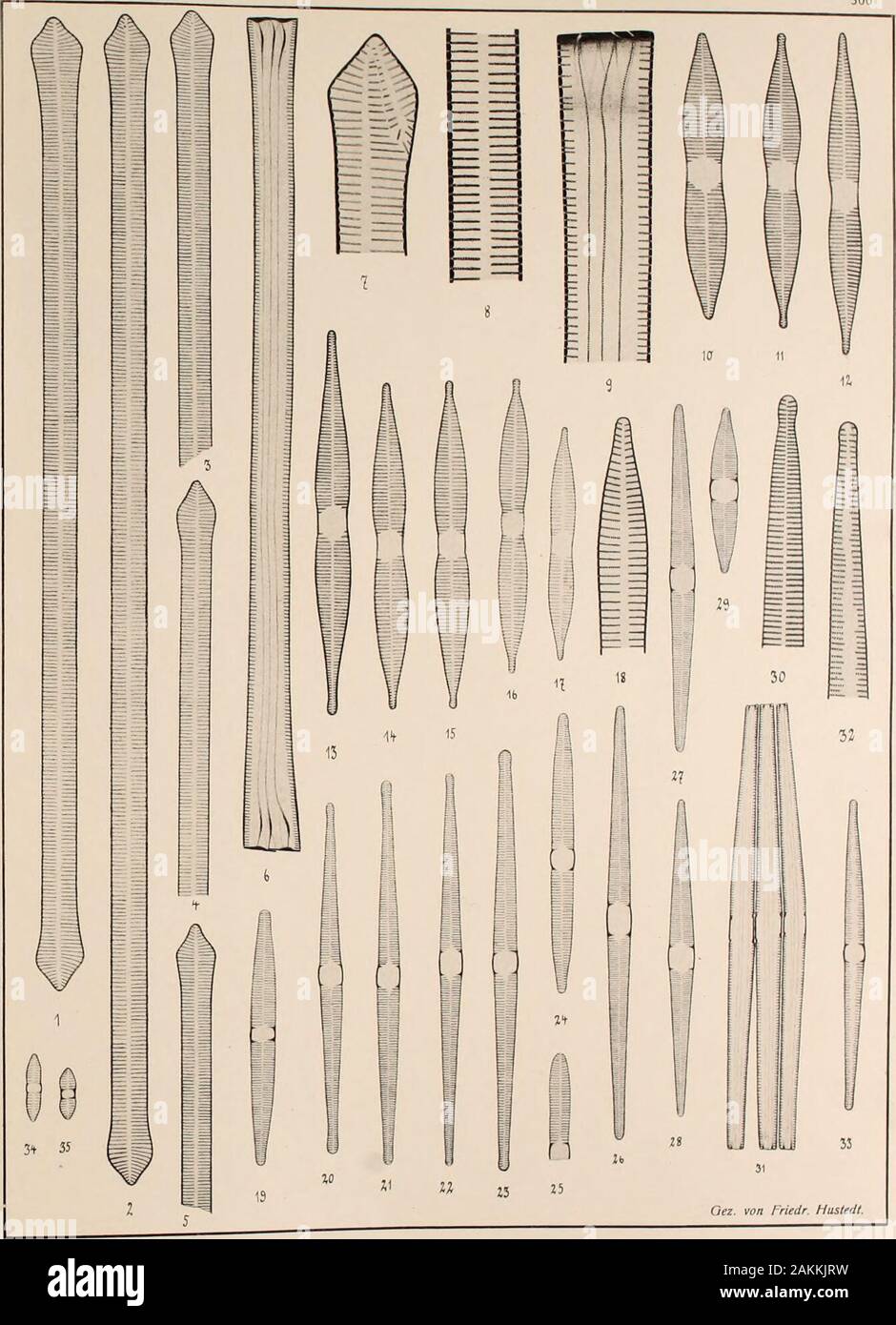 Atlas der Diatomaceen-Kunde . Vorläufige Erläuterungen zu Dr. 4, Schmidts Atlas der Diatomaceenkunde. Tafel 300. Herausgegeben von Friedrich Hustedt, Bremen. August 1913. IW / ergrößerung 1000/ach, wenn nichts bemerkt, mi 1. 6, 9. Schönebeck b. R. r. S. | 2, 8. Plöner See, r. S. Synedra capitata Ehrbg. 3—5, 7. Santa Fiora, l. S | 7 (Anomalie), 8, !» = 2000/,.In —15. Paraguay, r. S. (Lemmermann). | 16. Demerara-River. j. S. Goulardi (Breb.) Grün. 17—18 Victoria-See, Afrika, r. s. 18 = 200%. | lo—15 von Herrn Lemmermann als s. fluviatilis beschrieben.19—22. Bremen, r. S. S. pulchella Kg. 23—2:.. Stock Photo