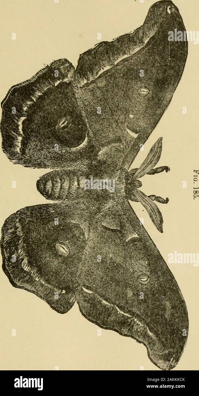 Bluish Brown Wings High Resolution Stock Photography and Images - Alamy