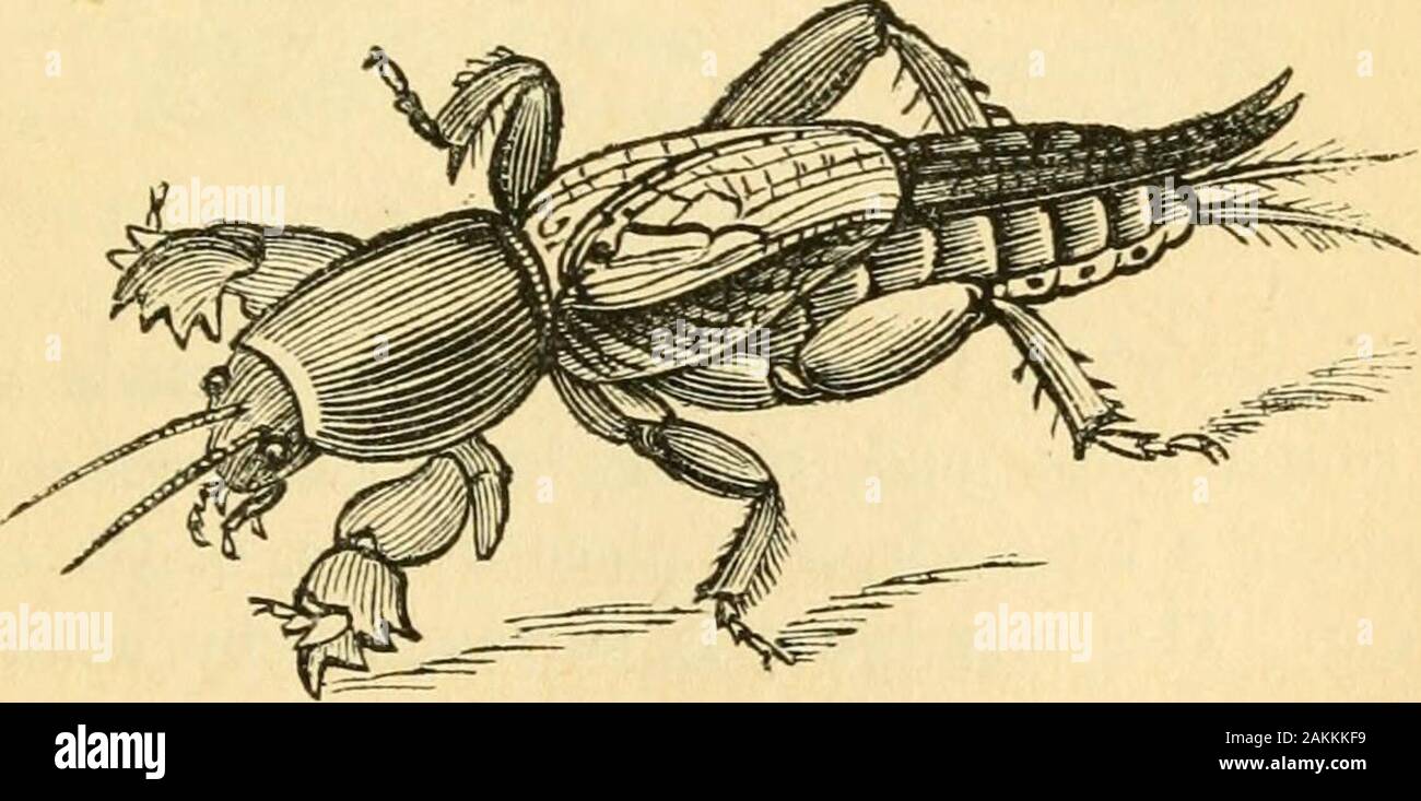The entomologist's text book : an introduction to the natural history, structure, physiology and classification of insects, including the Crustacea and Arachnida . noATi species of insects: the common house cricket{Acheta domestica), the field cricket {Acheta campestris), andthe mole cricket {Gryllotalpa vulgaris, Gryllus GryllotalpaLinn.) All these insects are eminently distinguished by thechirping, creaking kind of noise which they produce, whenceevidently the origin of the English name. The cricket family is distinguished from the locust family,as well as from that of the grasshoppers havi Stock Photo