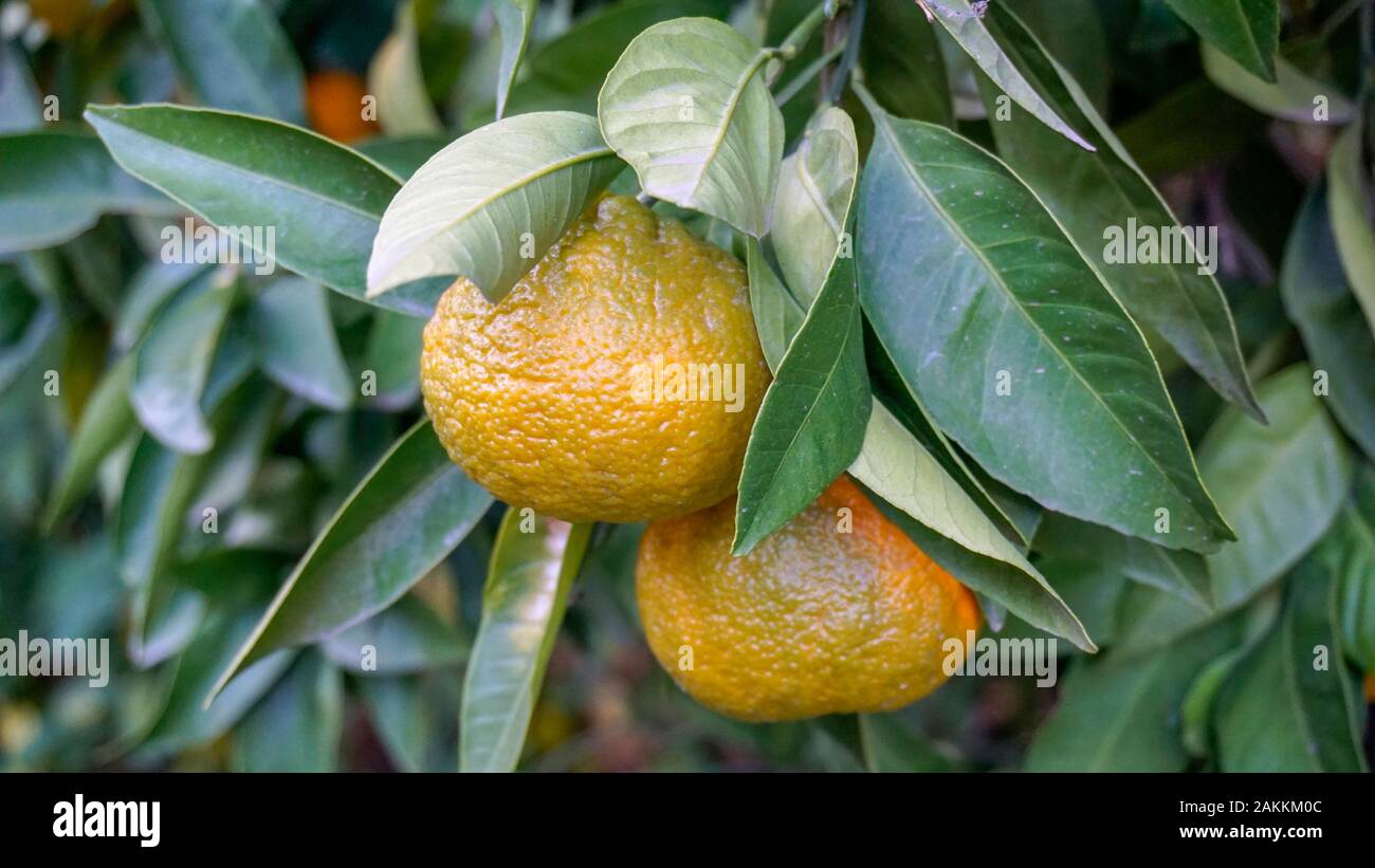 Bitter orange tree hires stock photography and images Alamy