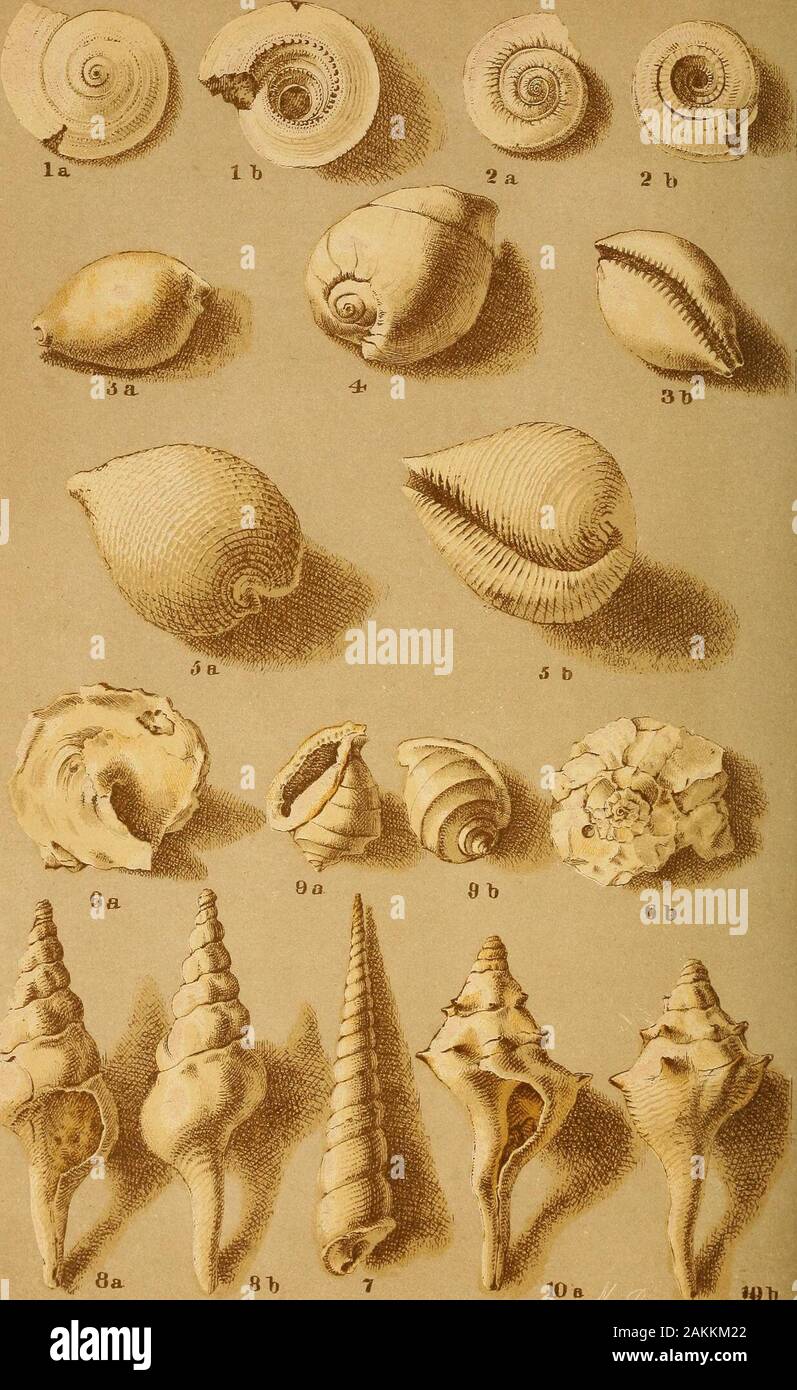 Report on the agriculture and geology of MississippiEmbracing a sketch of the social and natural history of the state . ^^x^:-v..^;^^^s^m^^^^:m^^^..:- Cromo Lith by L,N. Rosenthal Phi/r JACKSON nHJIAM SHELLS PLATE XYI.-SHELLS. UNIYALYBS. 1. Architectonica acuta. 2. Architectonica bellastriata. 3. a. h. Cypr^a pinguis. 4. Gastridium vetustum. 5. Cyprsea fenestratis. 6. a. b. Phorus reclusug.t. Turritella alveata. 8. Clavelitlies Mississippiensis. 9. Morio Petersoni. (Galeodia, of Link.)10. Strepsidura dumosa. Pai&gt;e^S9 UWS VALVES Plate XVil. J«1j JACKSON TERTIABY SHELLS CfomoLlth bjL «. (ioso Stock Photo