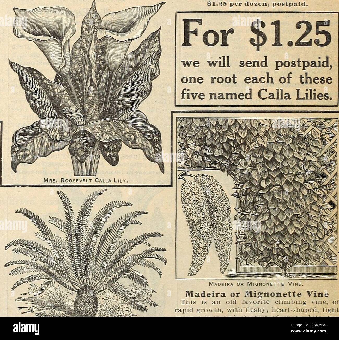 The Maule seed book : 1917 . Trto TRITOMA Red Hot Poker, Flame Flower, Torch Lily.FFITZERI. -Rich orange scarlet. Heads, 12inches long. Elegant for cut flowers or vases.25 cents each; 3 for GO cents, postpaid. BLETIA, HYACINTHINA Grows 1 foot high. This bulb grows best In adamp, shady place. Grass-like foliage, longracemes of showy rosy-pink flowers. /SO cents each; SI.75 per dozen, postpaid*. Spotted Leaf Calla Lily. Spotted Leaf Calla This magnificent calla has glossy, dark greenleaves, nicely dotted with numerous whitespots. The flowers are pure white, with blackcentres, and are A-ery beaut Stock Photo