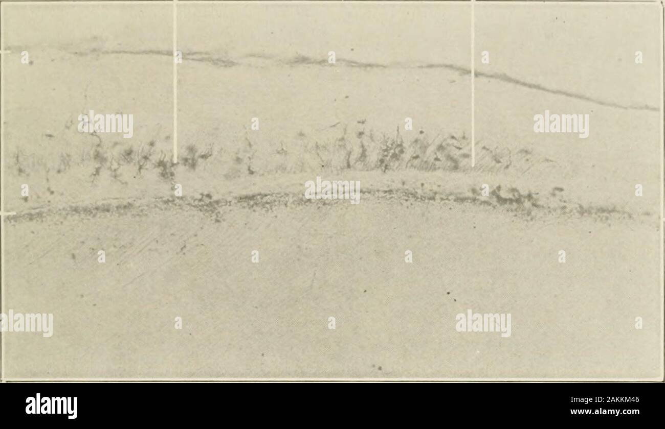 General and dental pathology with special reference to etiology and pathologic anatomy; a treatise for students and practitioners . Fig. 107.—Ground section, longitudinal, showing hyaline cementum devoid of lacunsand canaliculi, a, a, dentin; b, V, hyaline cementum. i:aii:i., i&gt;i:ti., and ci;ii:ti ia b 289 rf a... Fig. 10S.—Longitudinal ground section of cementum showing lacunae in areas neardentin at a; fibers of peridental membrane incased in the cementum at b. The granu-lar layer is seen at c; the width of cementum is from d, d. Stock Photo