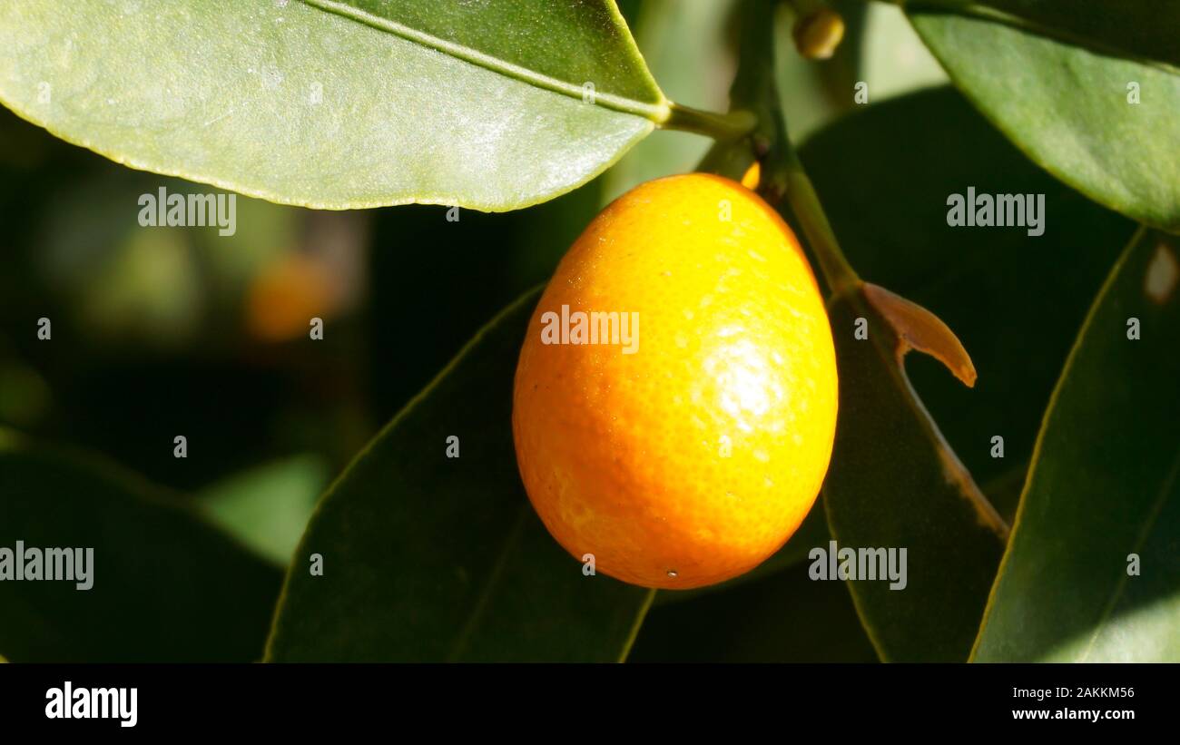Kumquat fruit closeup Stock Photo Alamy