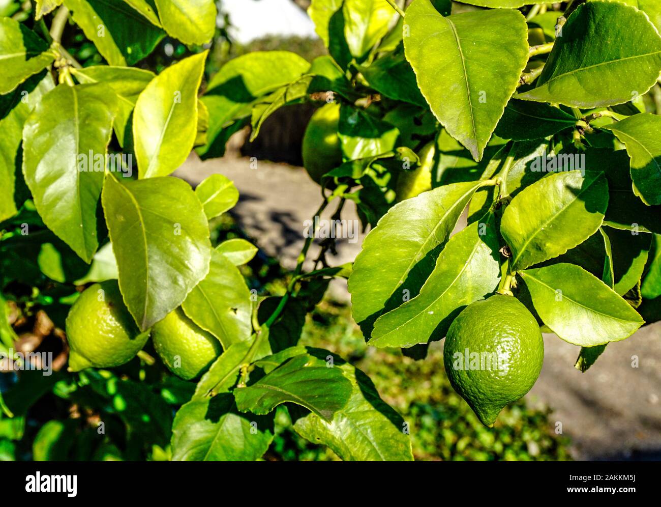 Lemon tree branches with unriped lemons closeup Stock Photo Alamy