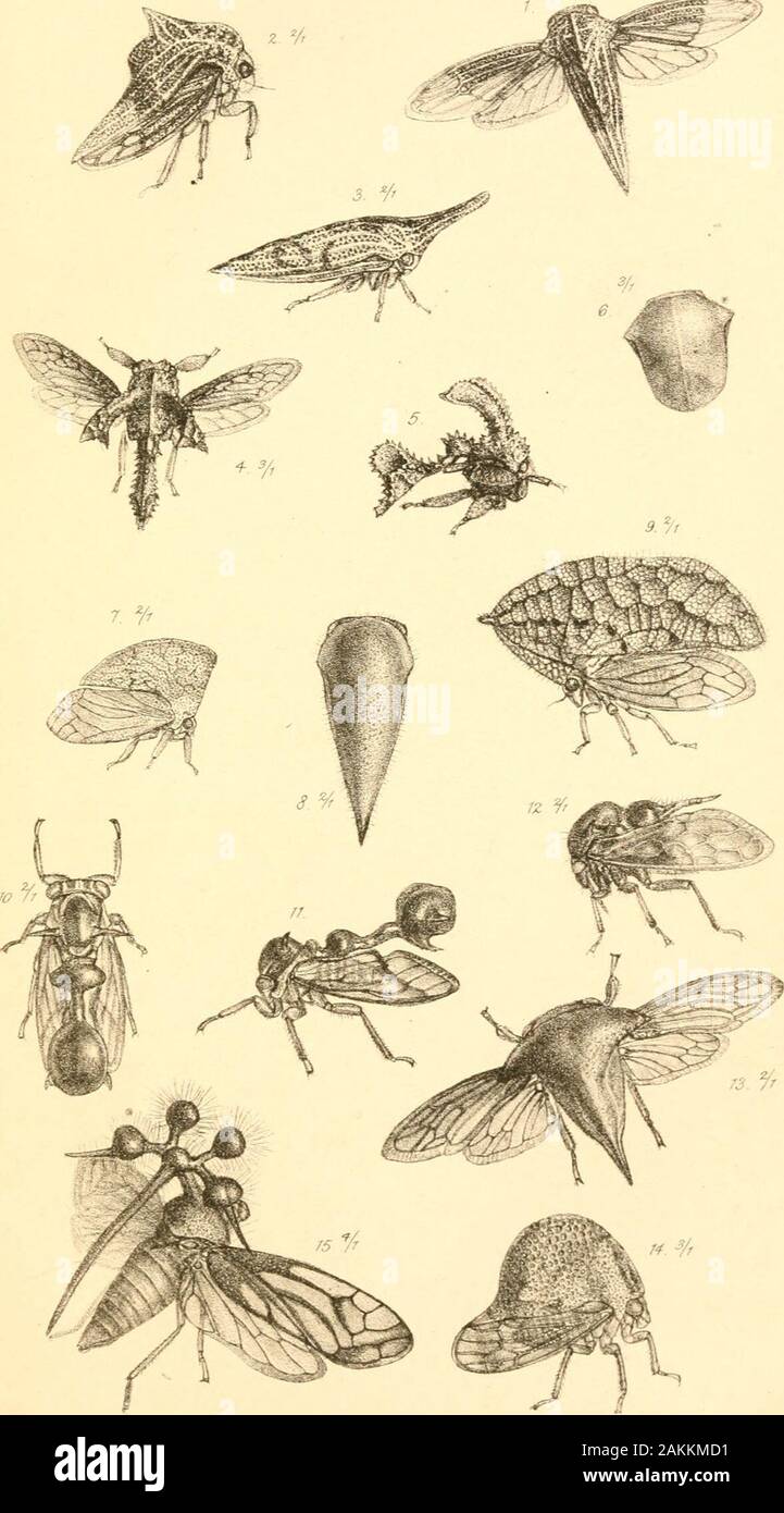 List of the specimens of homopterous insects in the collection of the British Museum .. . 9. QEcla inflata, Fab. „ 10, 11. Heteionotus excisus „ 12. Ceresa incrassata „ 13. Hemiptycha brevis „ 14, Combopbora eonsentanea „ 15. Bocydium globulare, Fab. Tab. V. PHYSAPODA. Fig. 1. Thripa Ulmi. Young larva, a. Antenna, b. End ofabdomen. „ 2. Larva, a. Head. b,c. Mouth of larva. „ 3. Propupa. „ 4. Pupa. „ 5. Aptinothrips rufa, larva, 9 • ^- Antenna without the twobasal joints, b. Tibia, c. Terminal orifice of abdo-men with the whorl of hairs. „ 6. Propupa, $ . a. Antenna, b. Fore leg. „ 7. Pupa, $ . Stock Photo